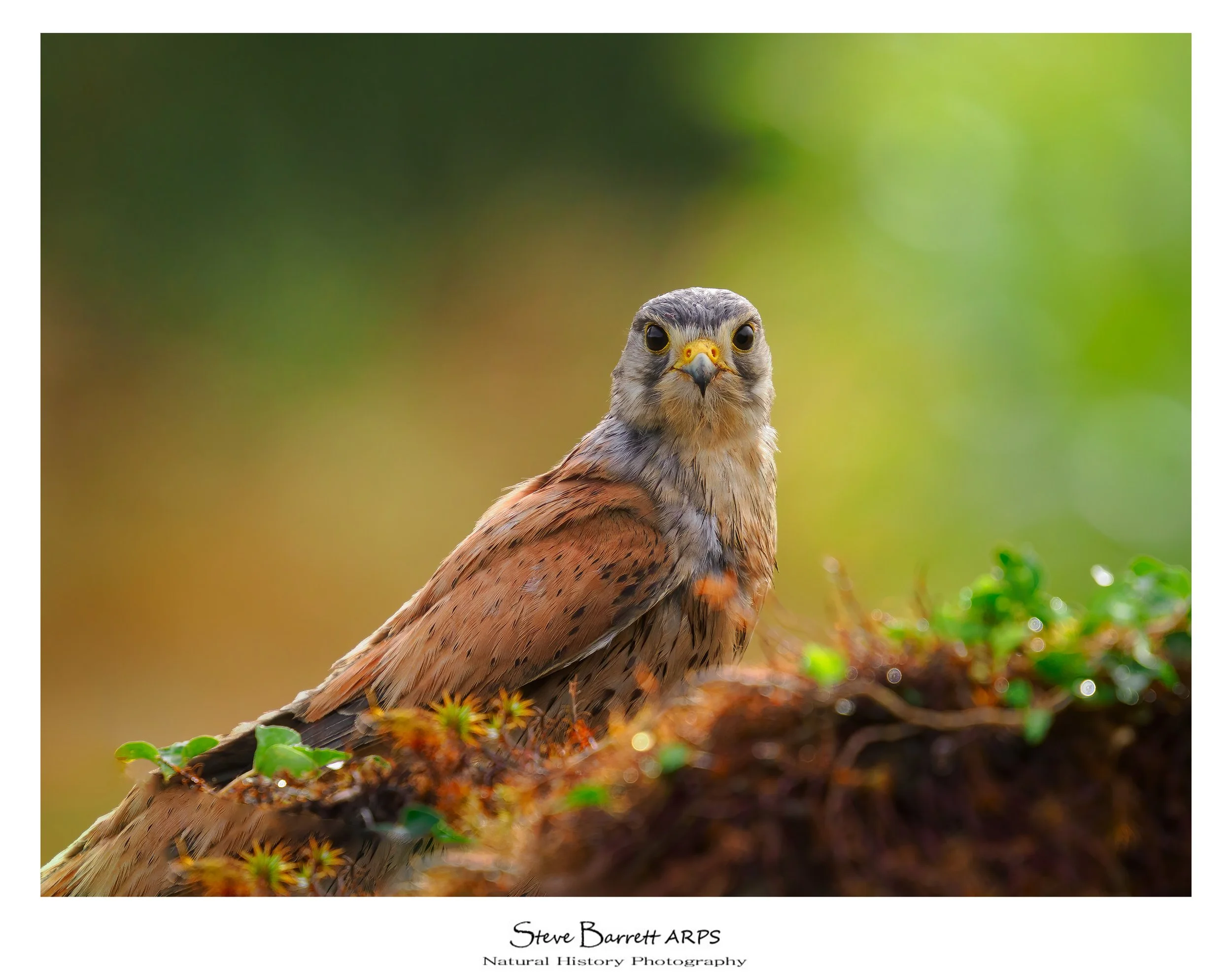 Kestrel