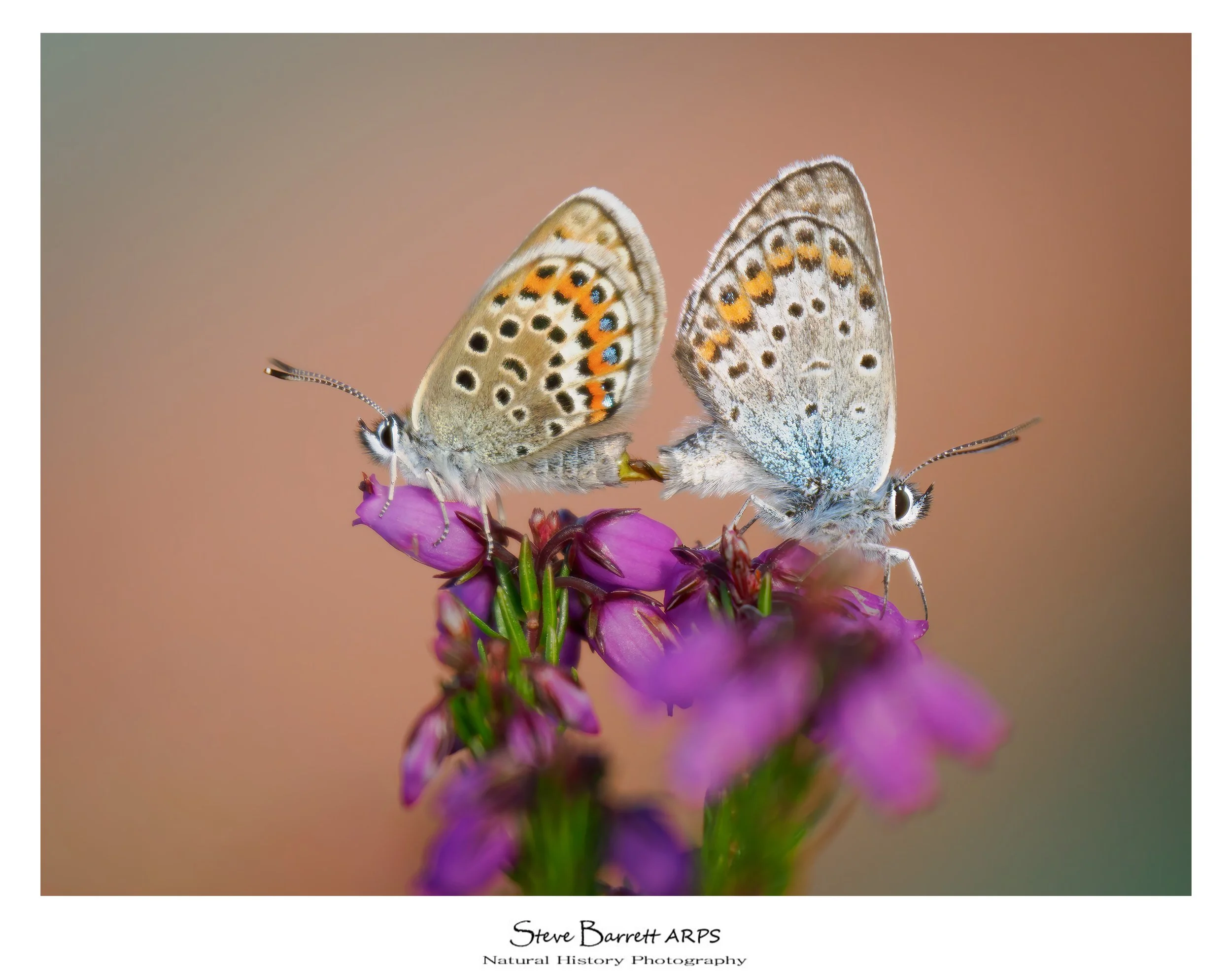 Silver Studded Blue