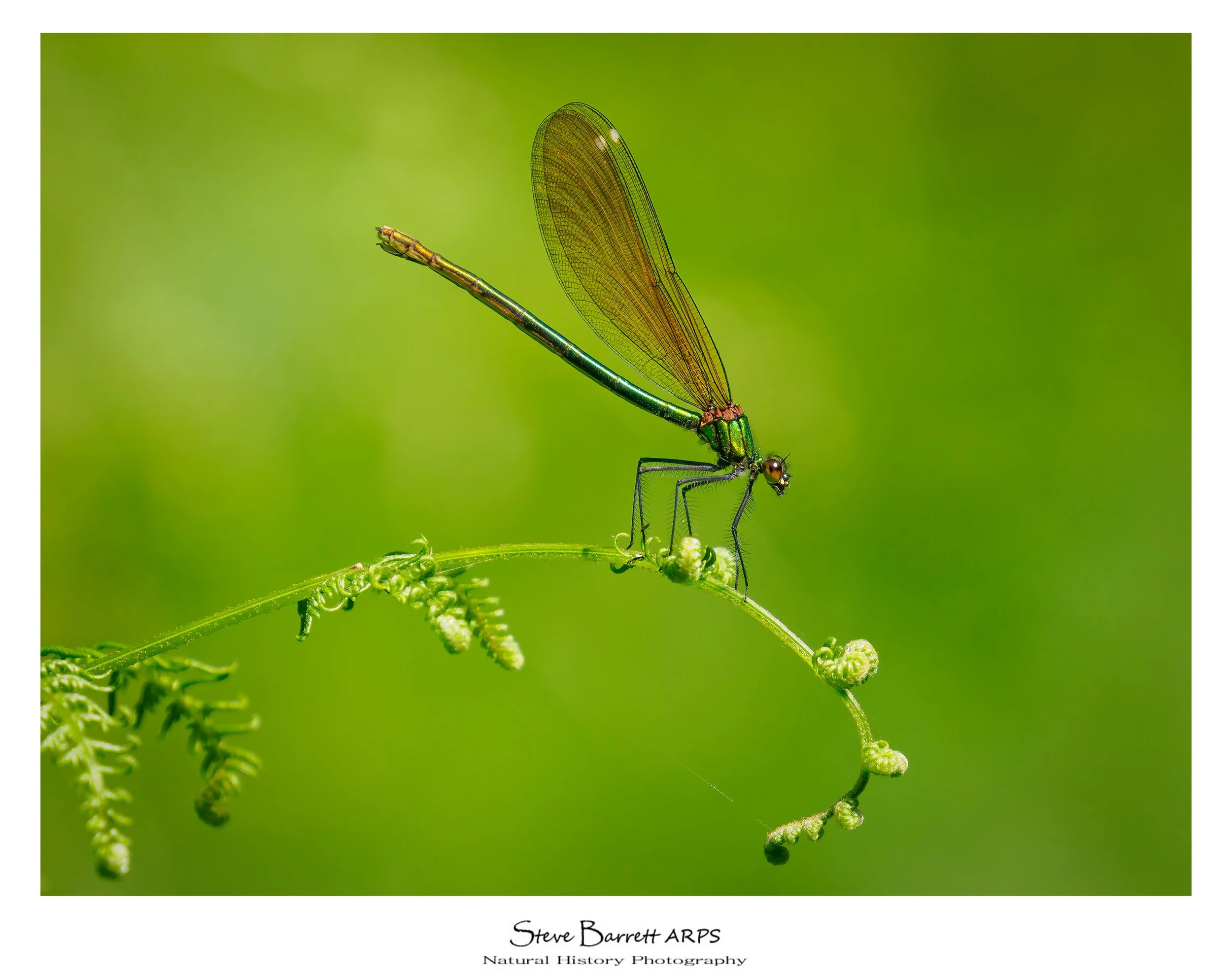 Female Beautiful Demoiselle