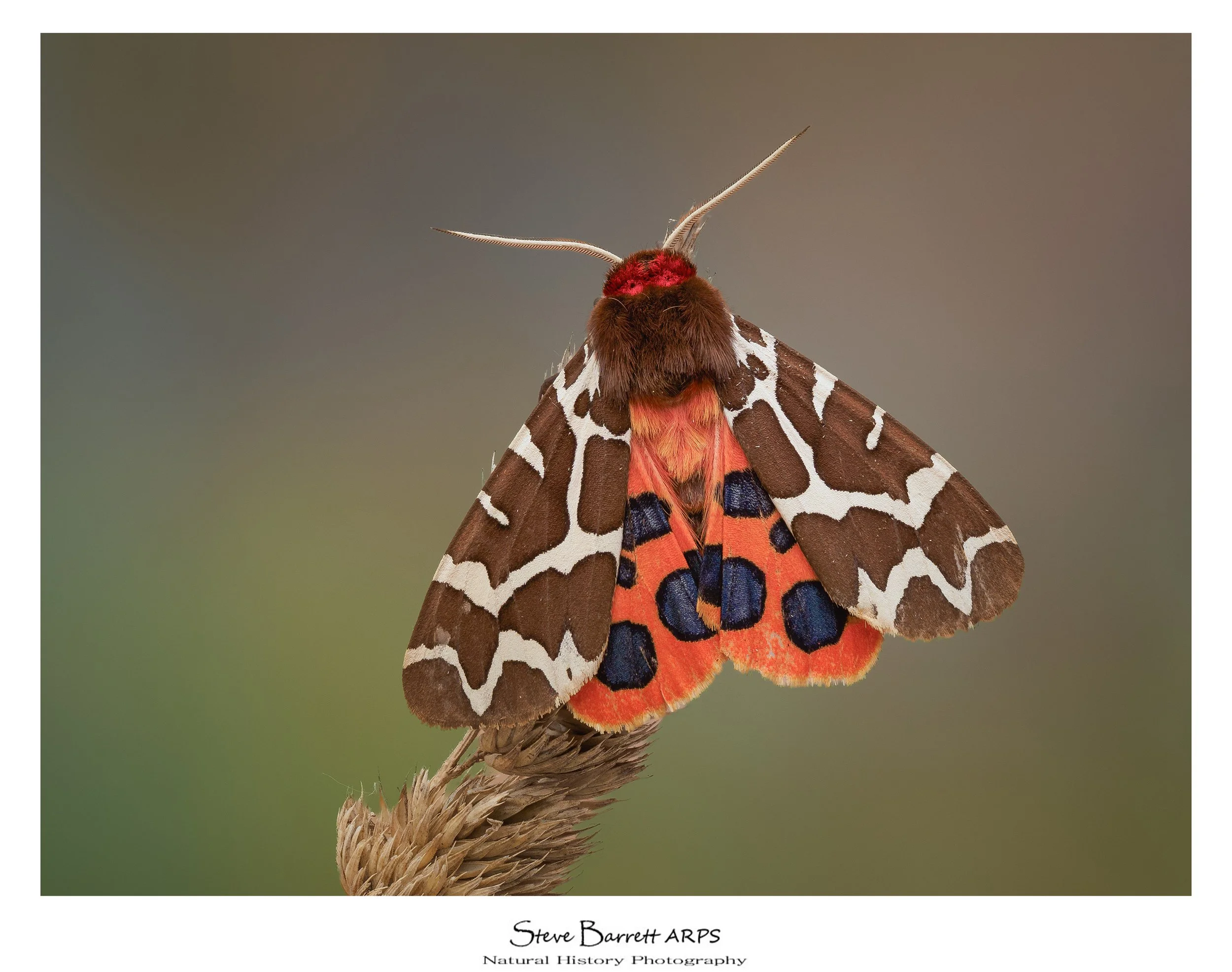 Garden Tiger