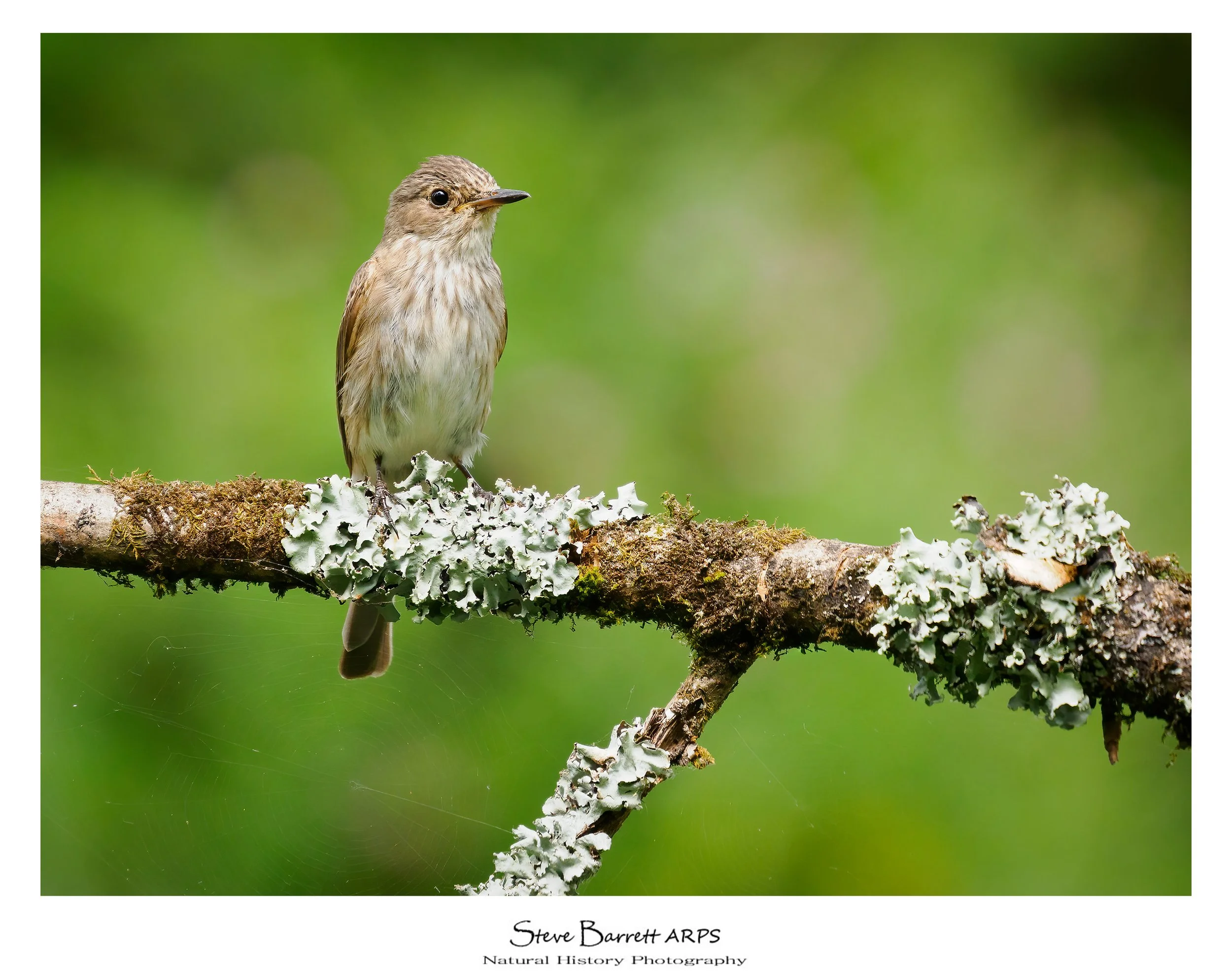 Spotted Flycatcher