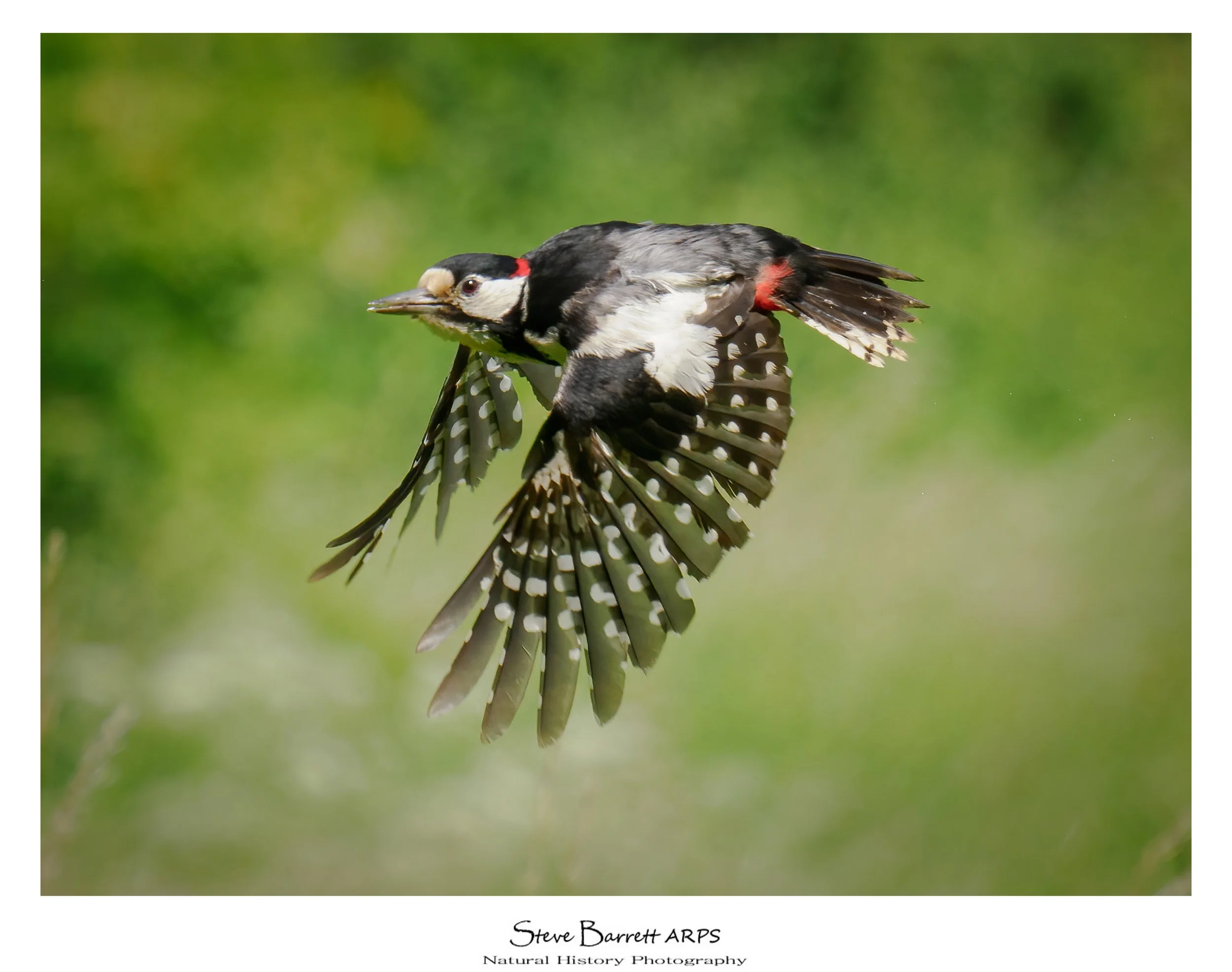Great Spotted Woodpecker