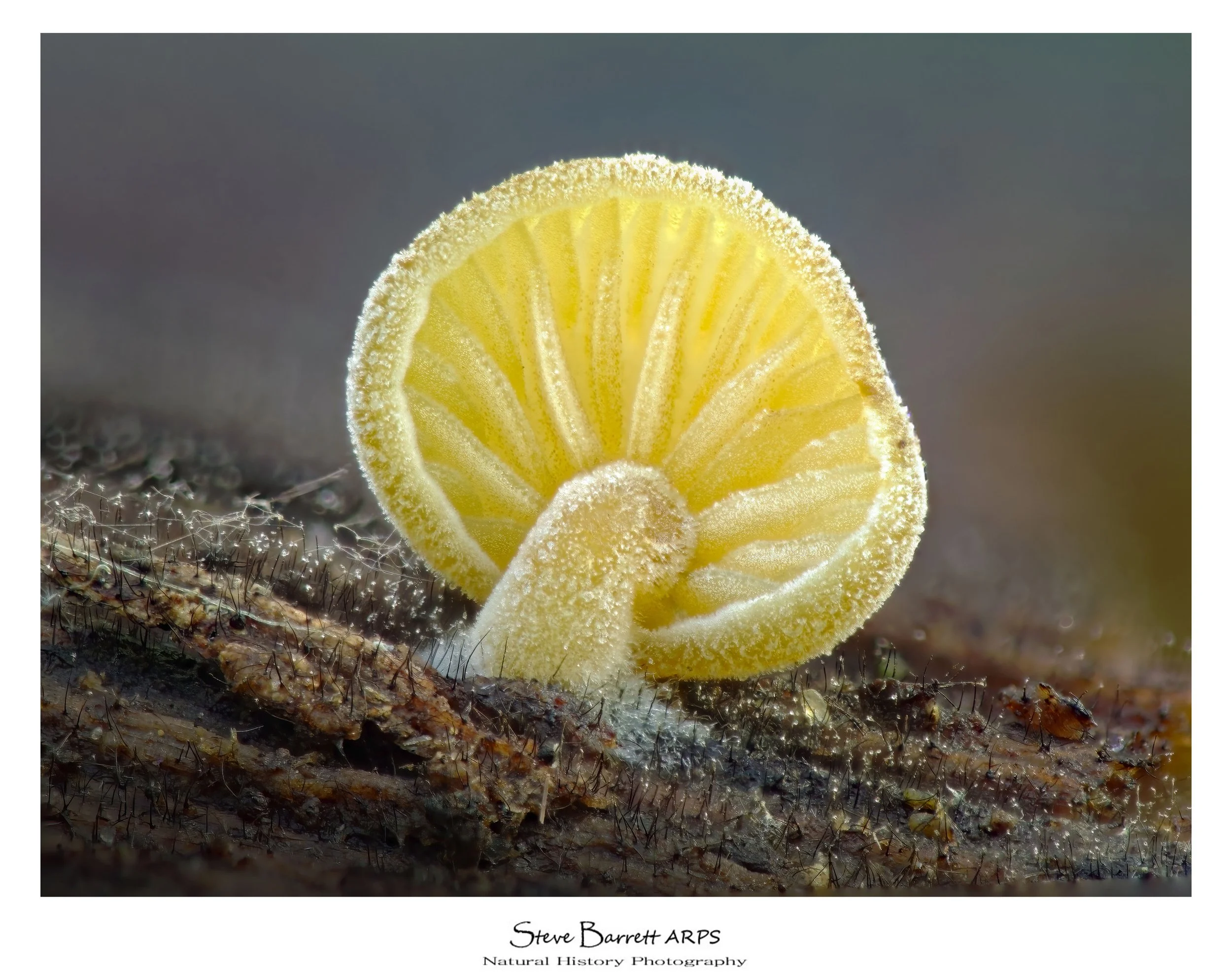 Simocybe haustellaris