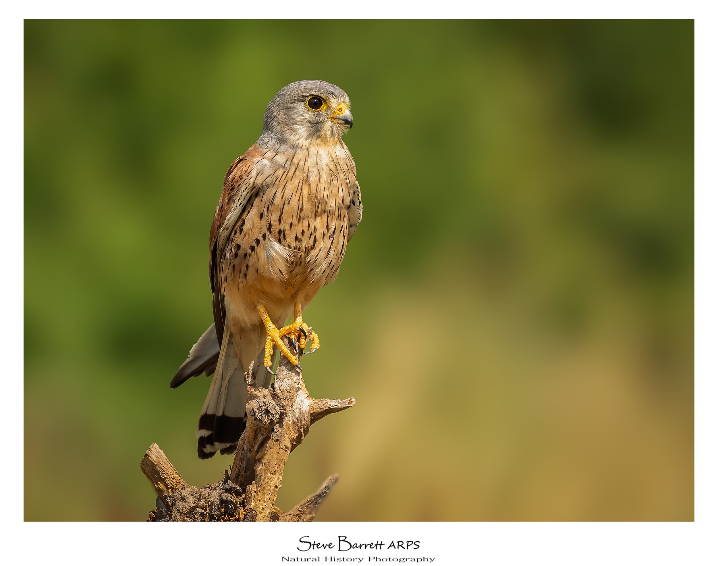 Male Kestrel