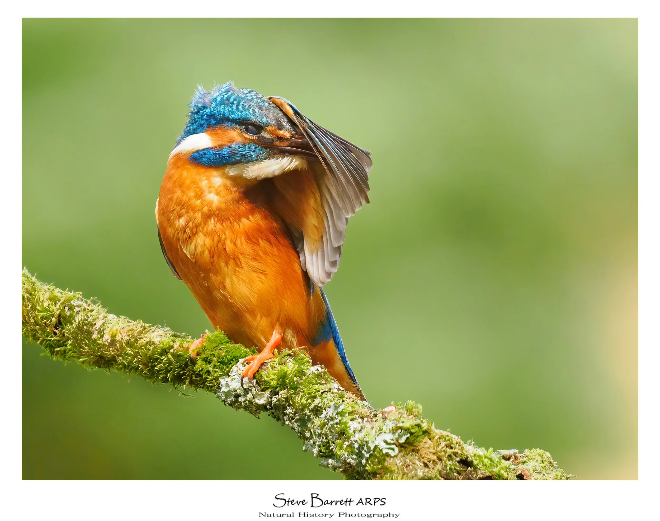 Kingfisher
