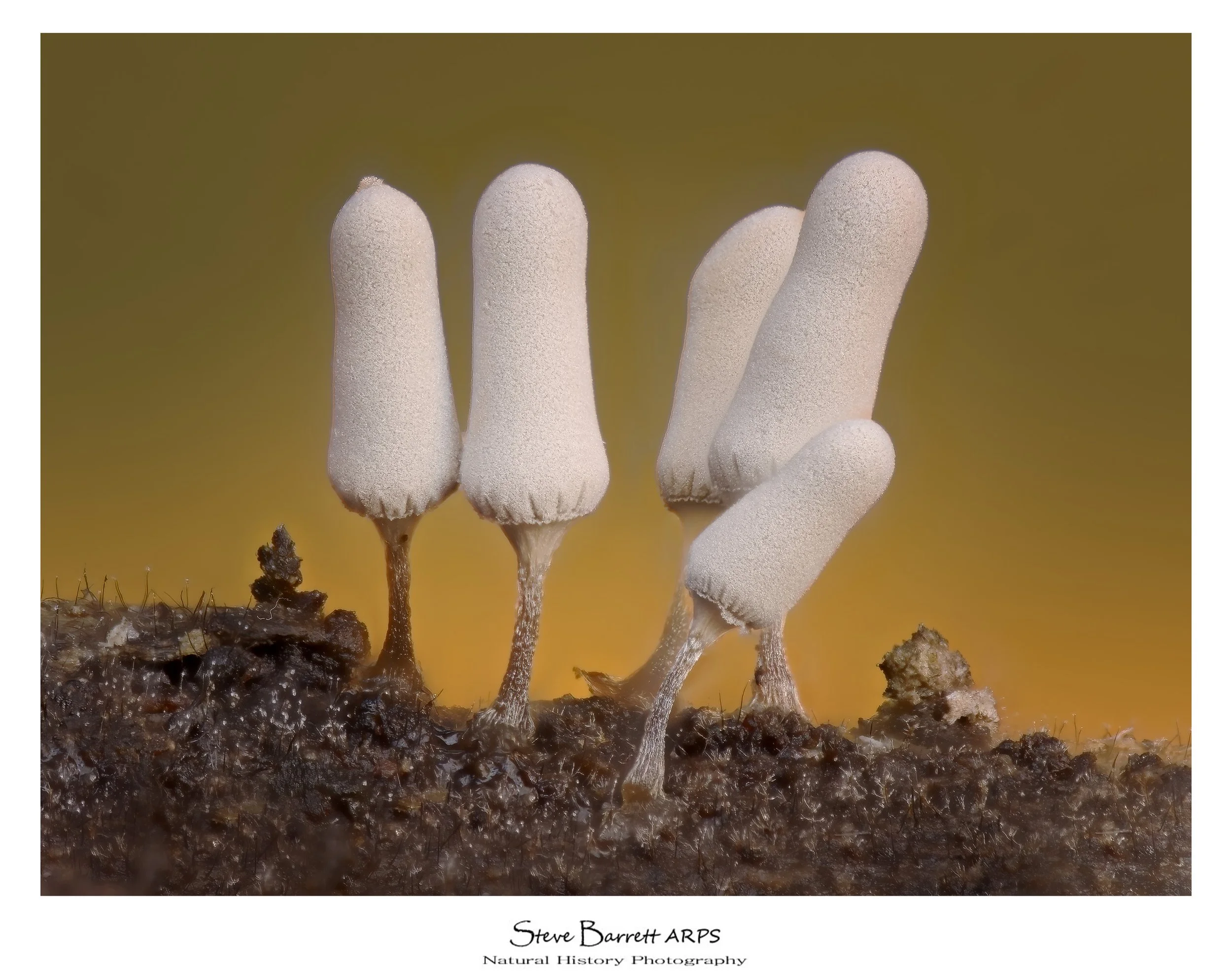 Arcyria cinerea slime mold
