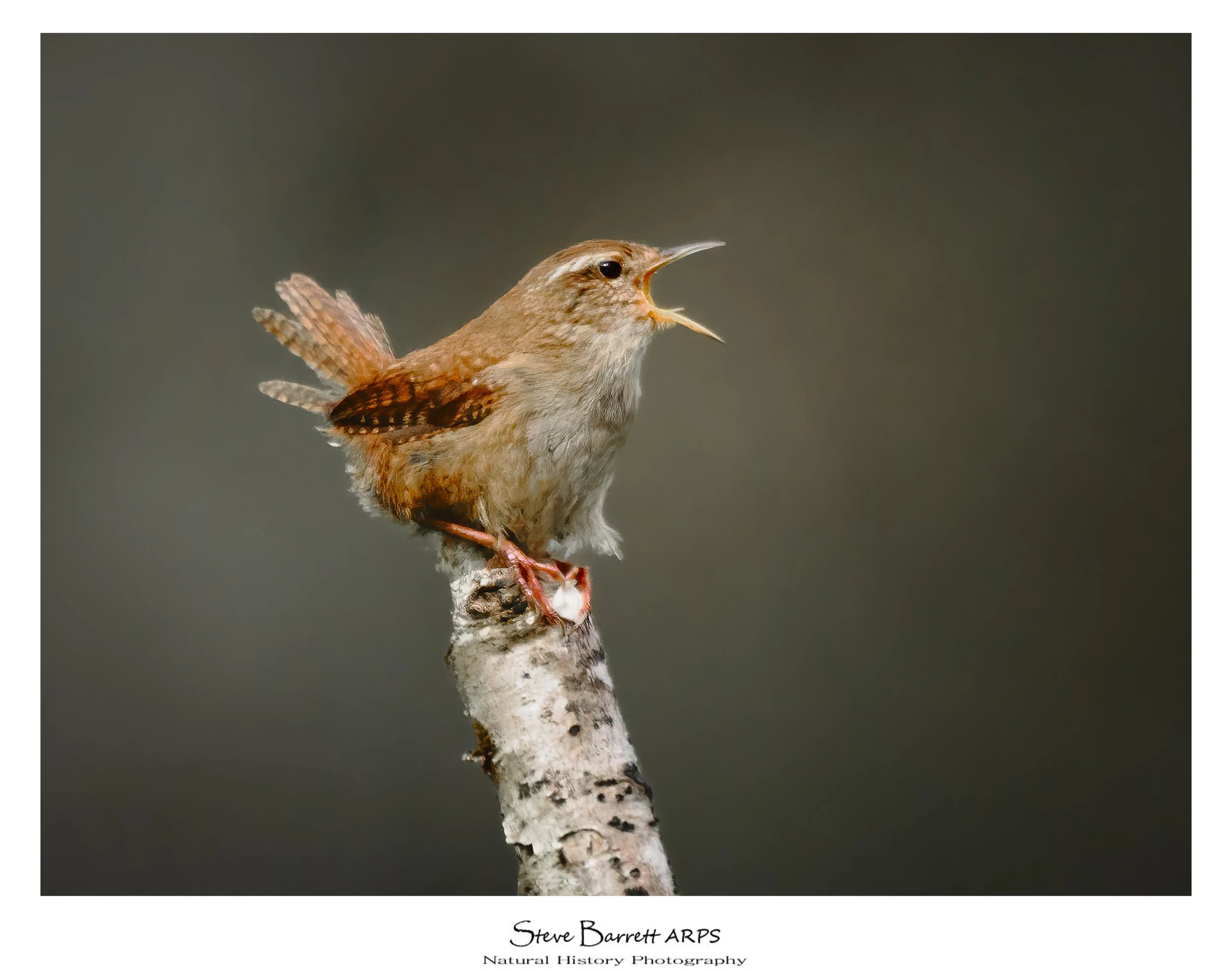 Wren