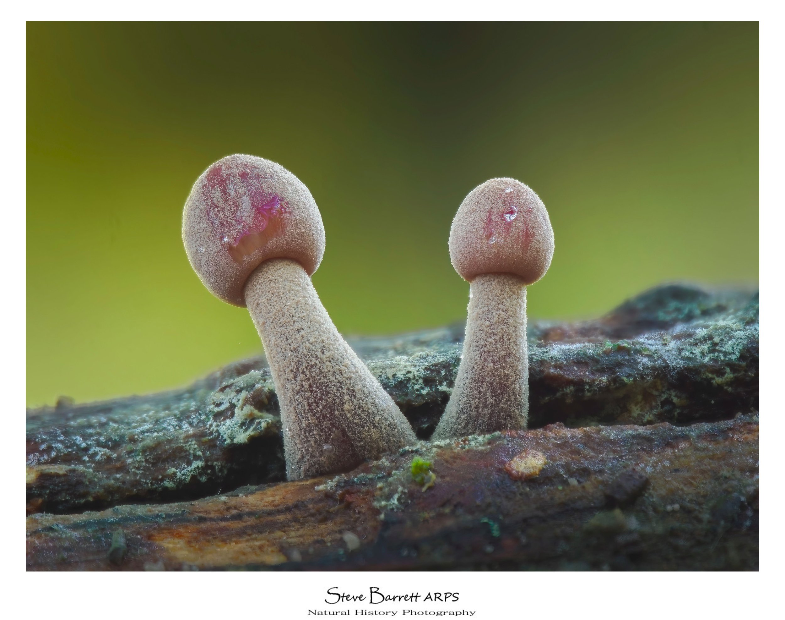 Fungi
