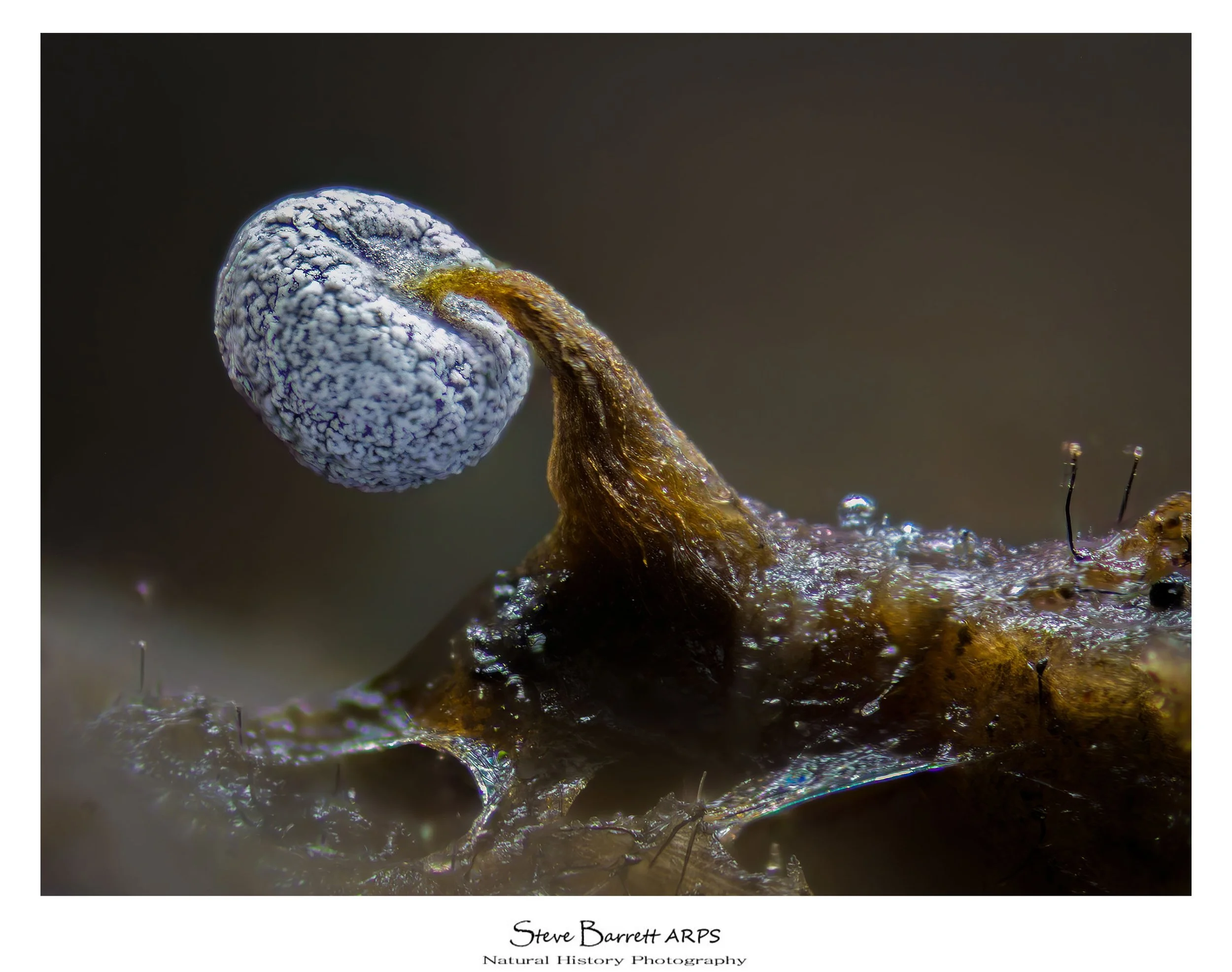 Slime Mold