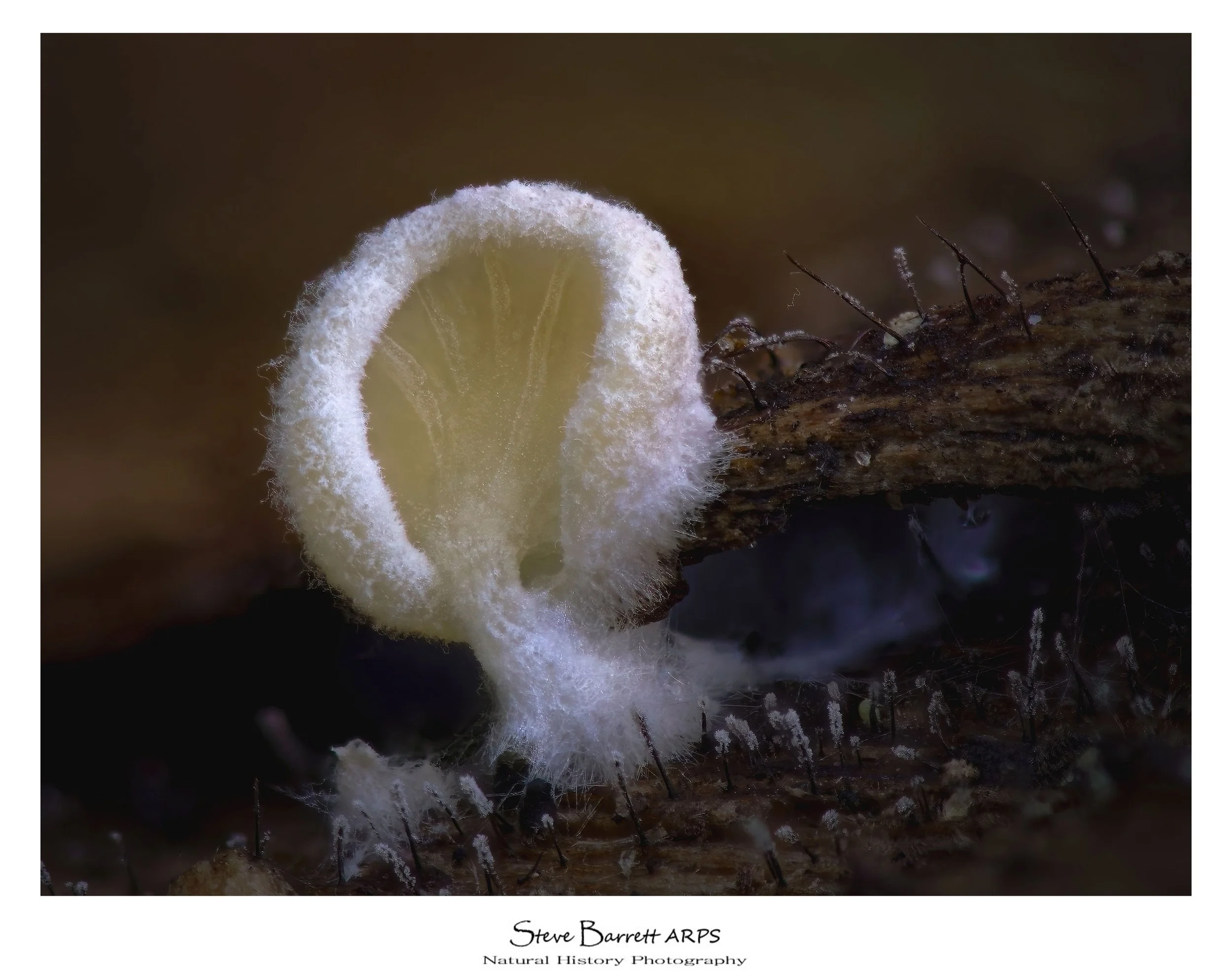 Crepidotus spp