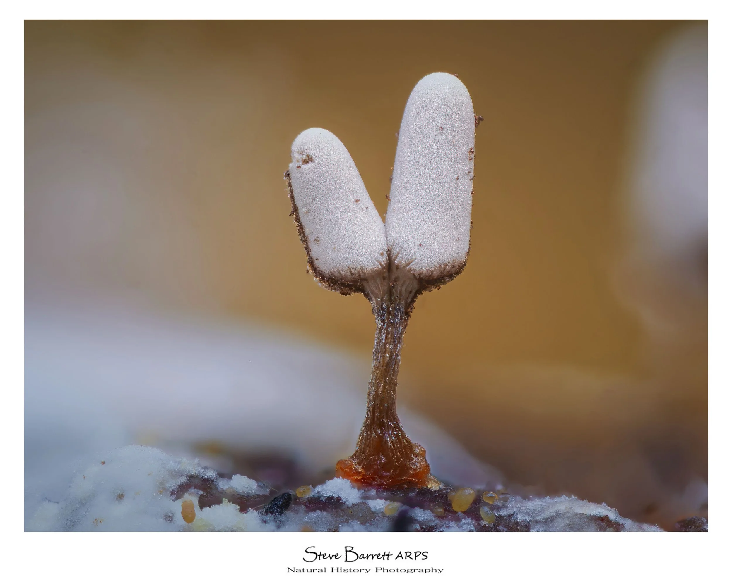 Slime Mold