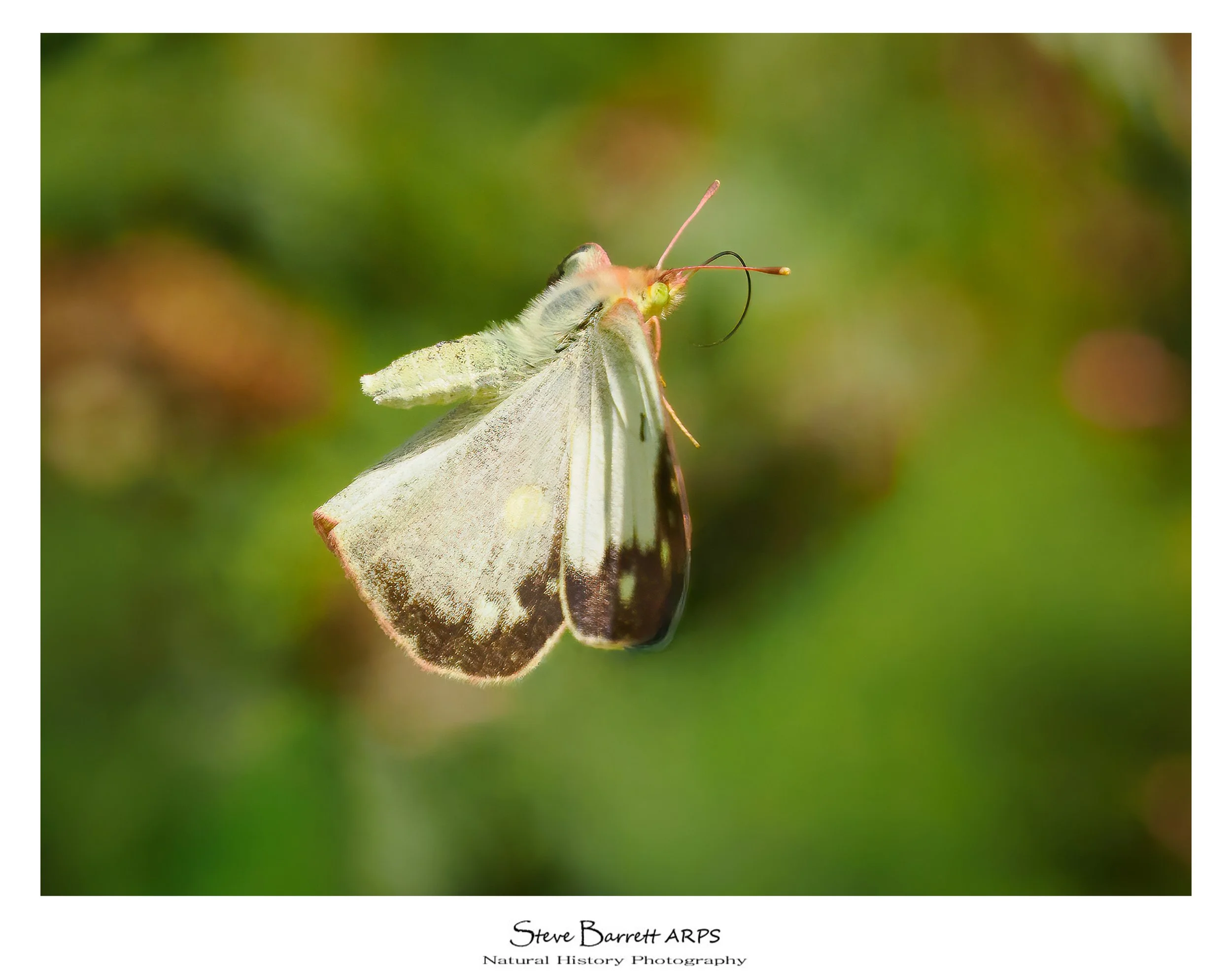 Clouded Yellow