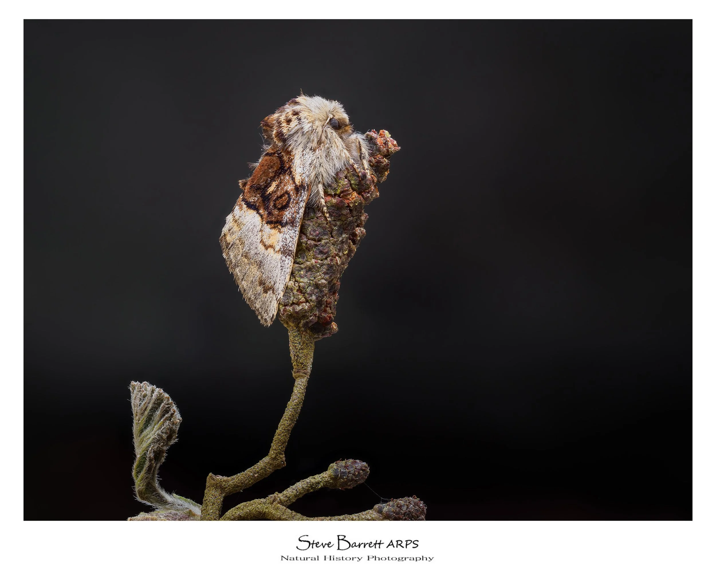 Nut Tree Tussock