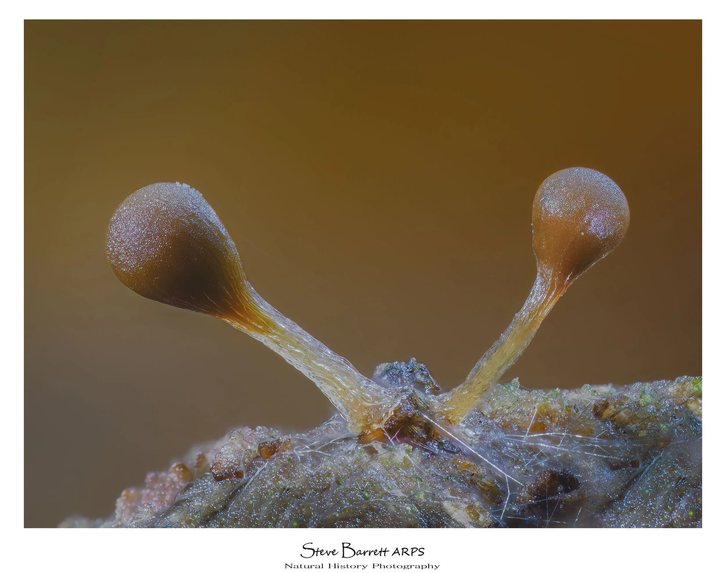 Slime Mold