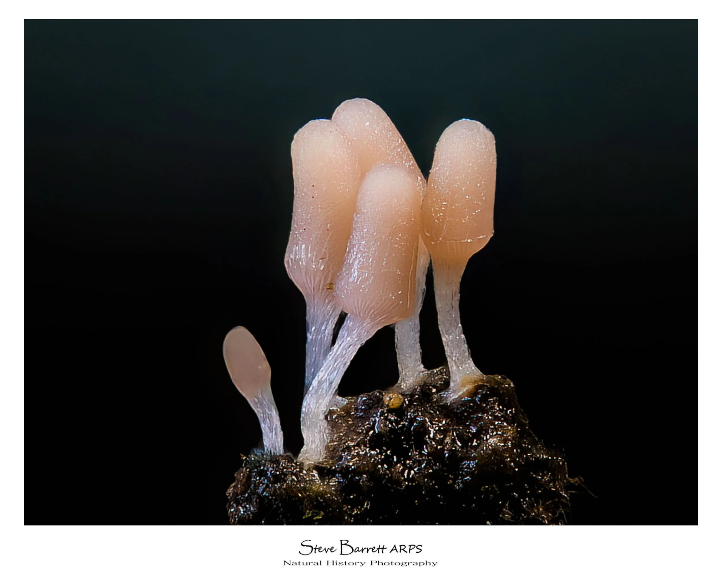 Slime Mold