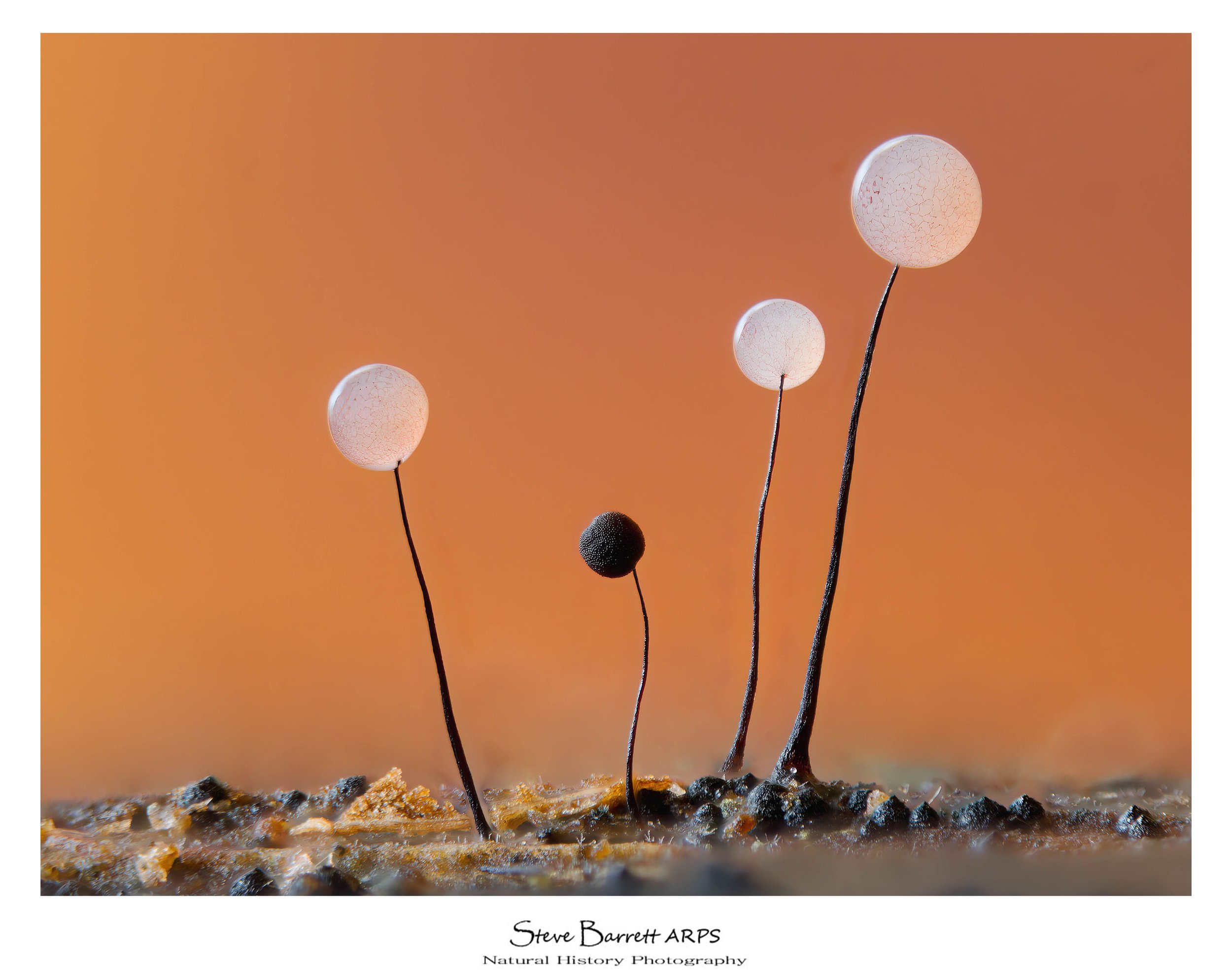 Slime Mold