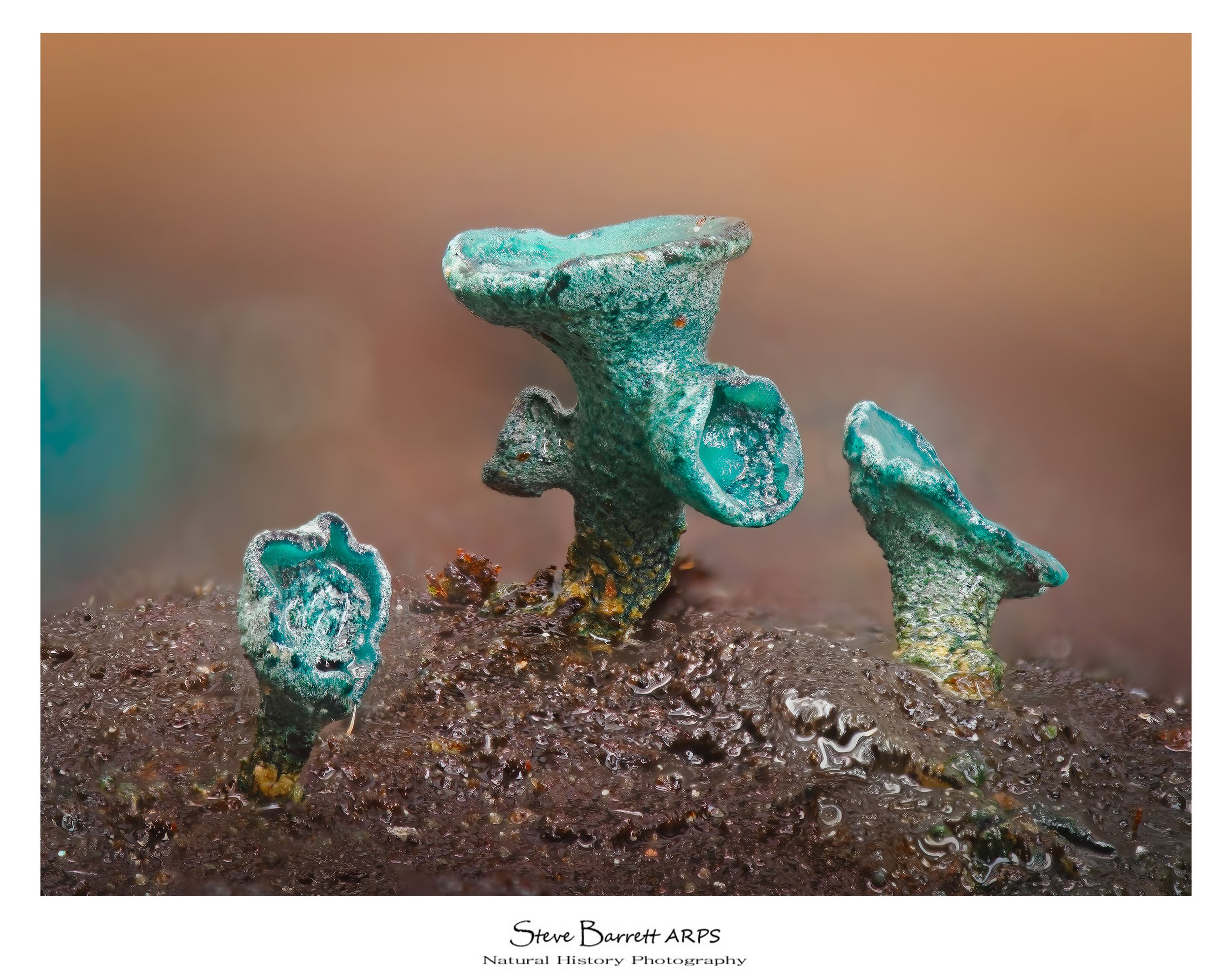 Green Elf Cup