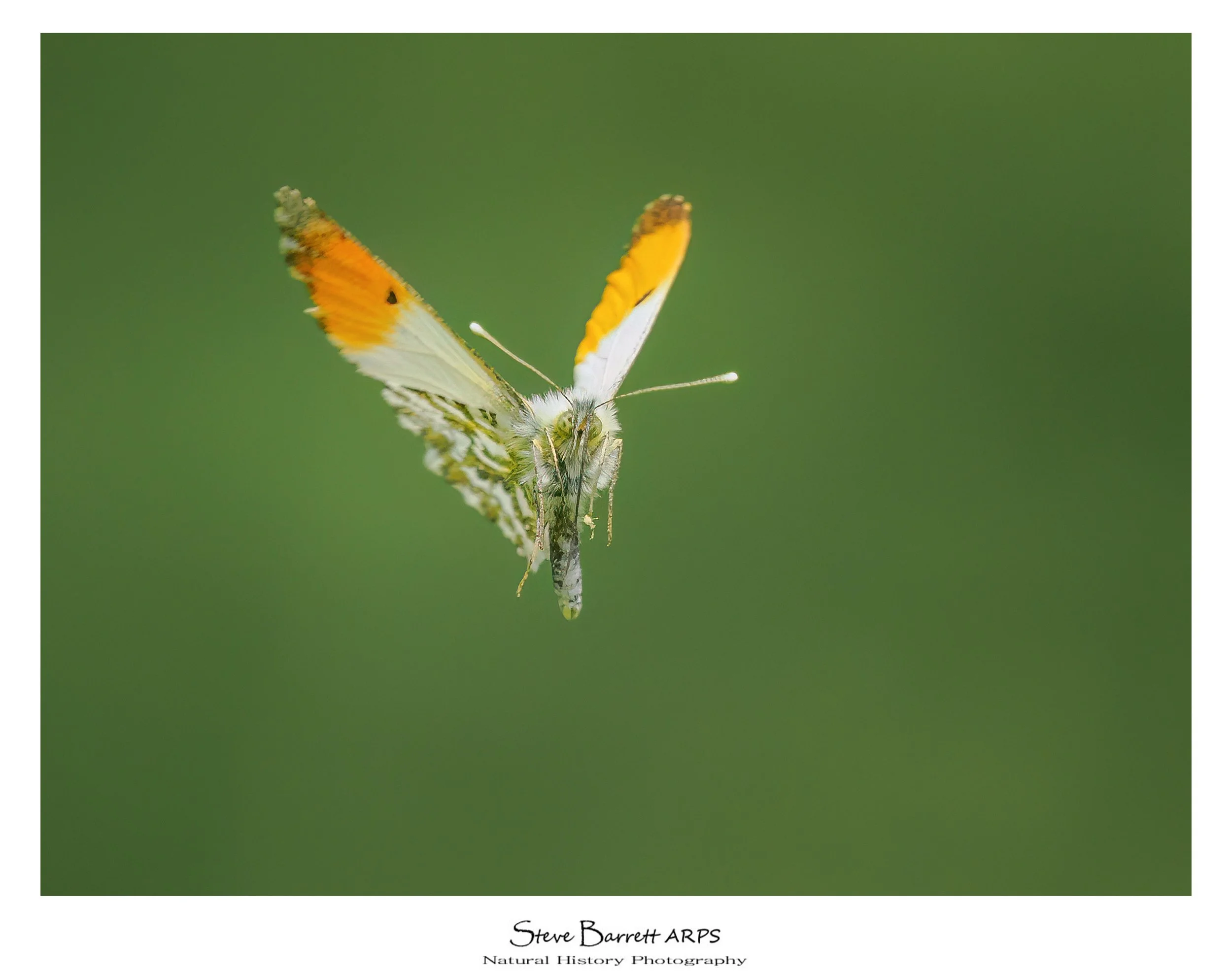 Orange Tip
