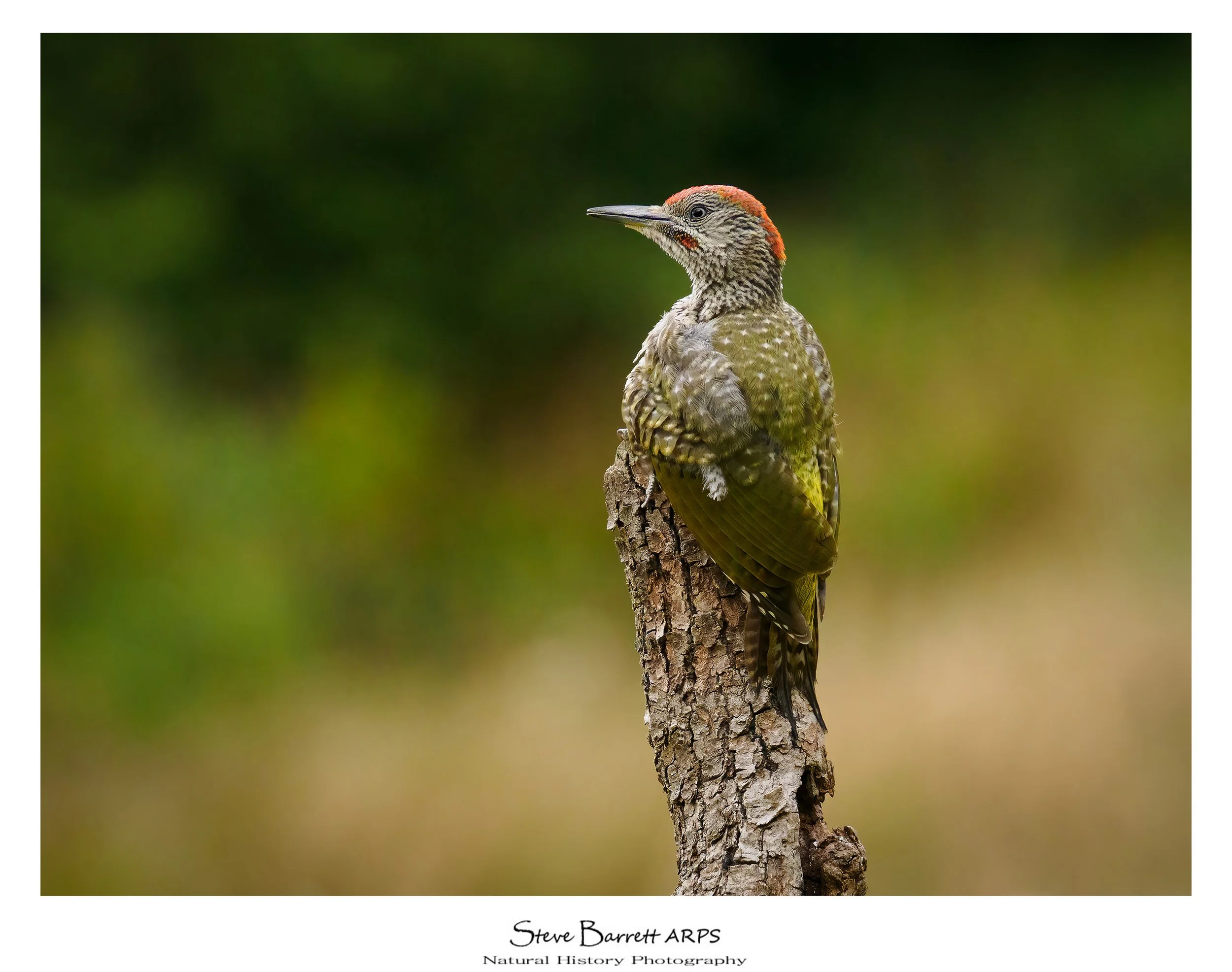 Green Woodpecker