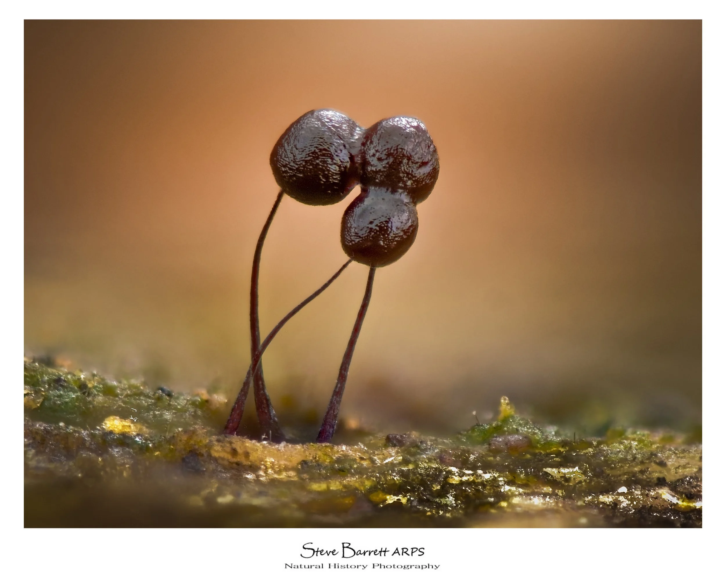 Comatricha nigra