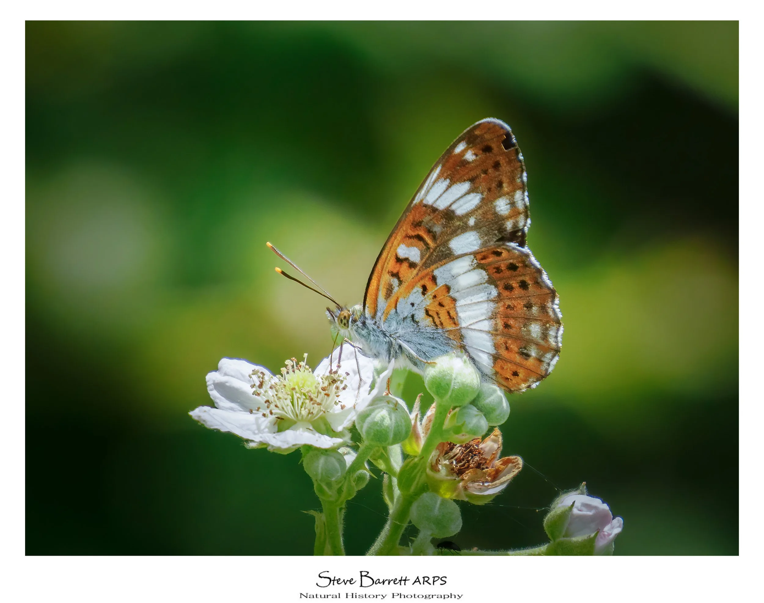 White Admiral