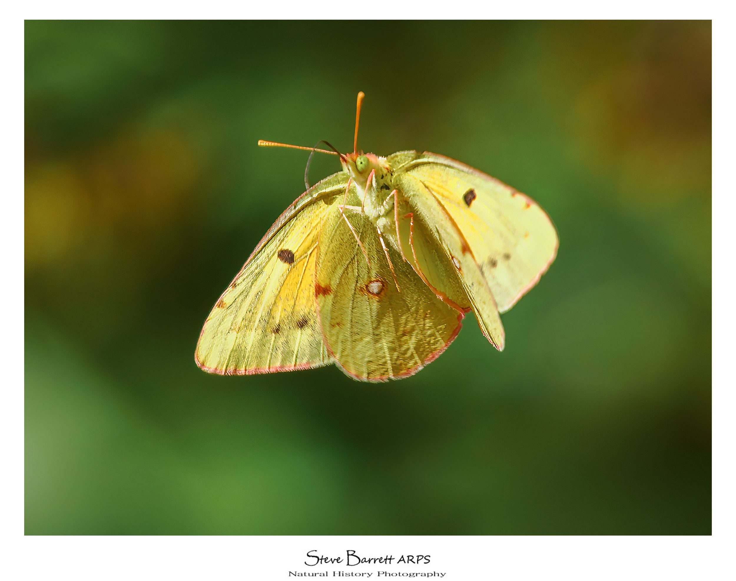 Clouded Yellow