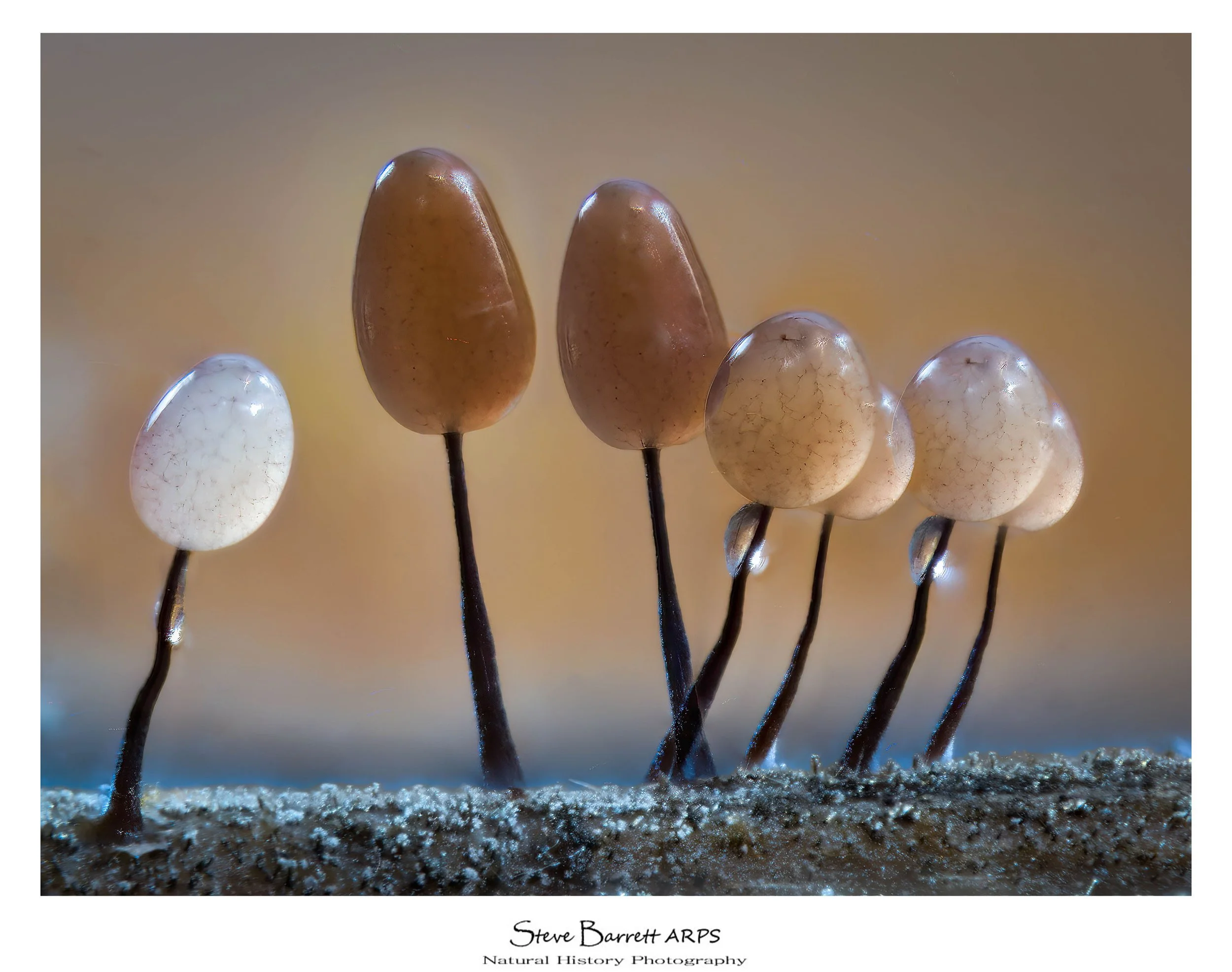 Slime Mold