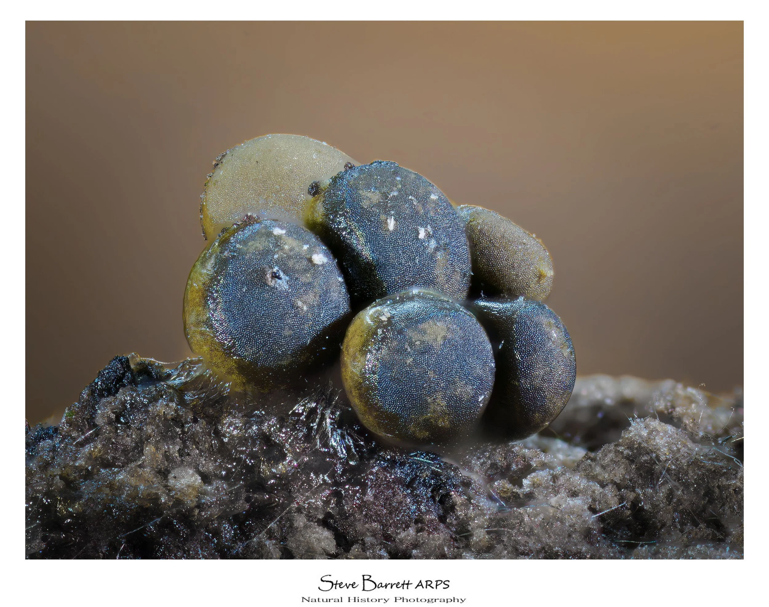 Slime Mold