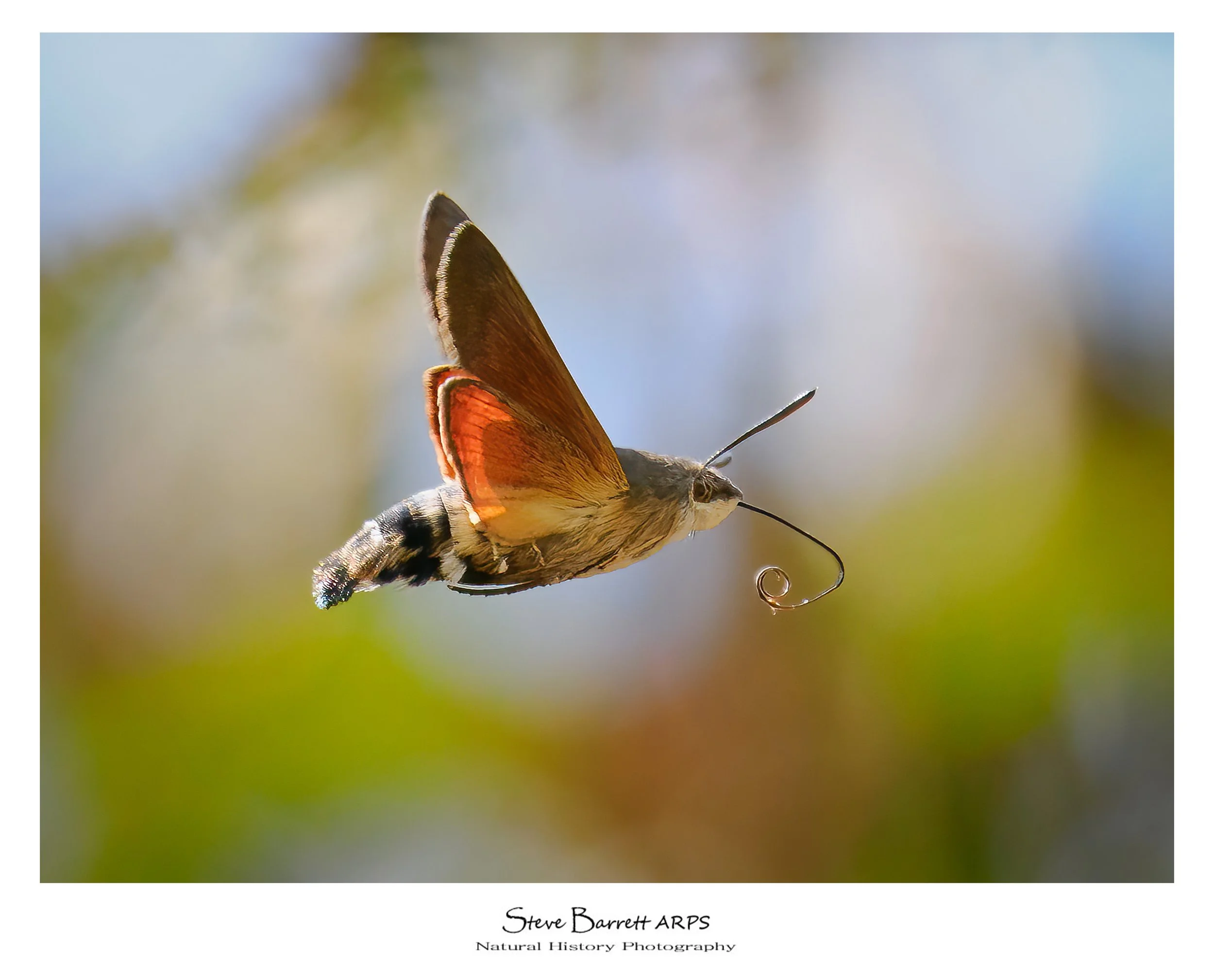 Hummingbird Hawkmoth