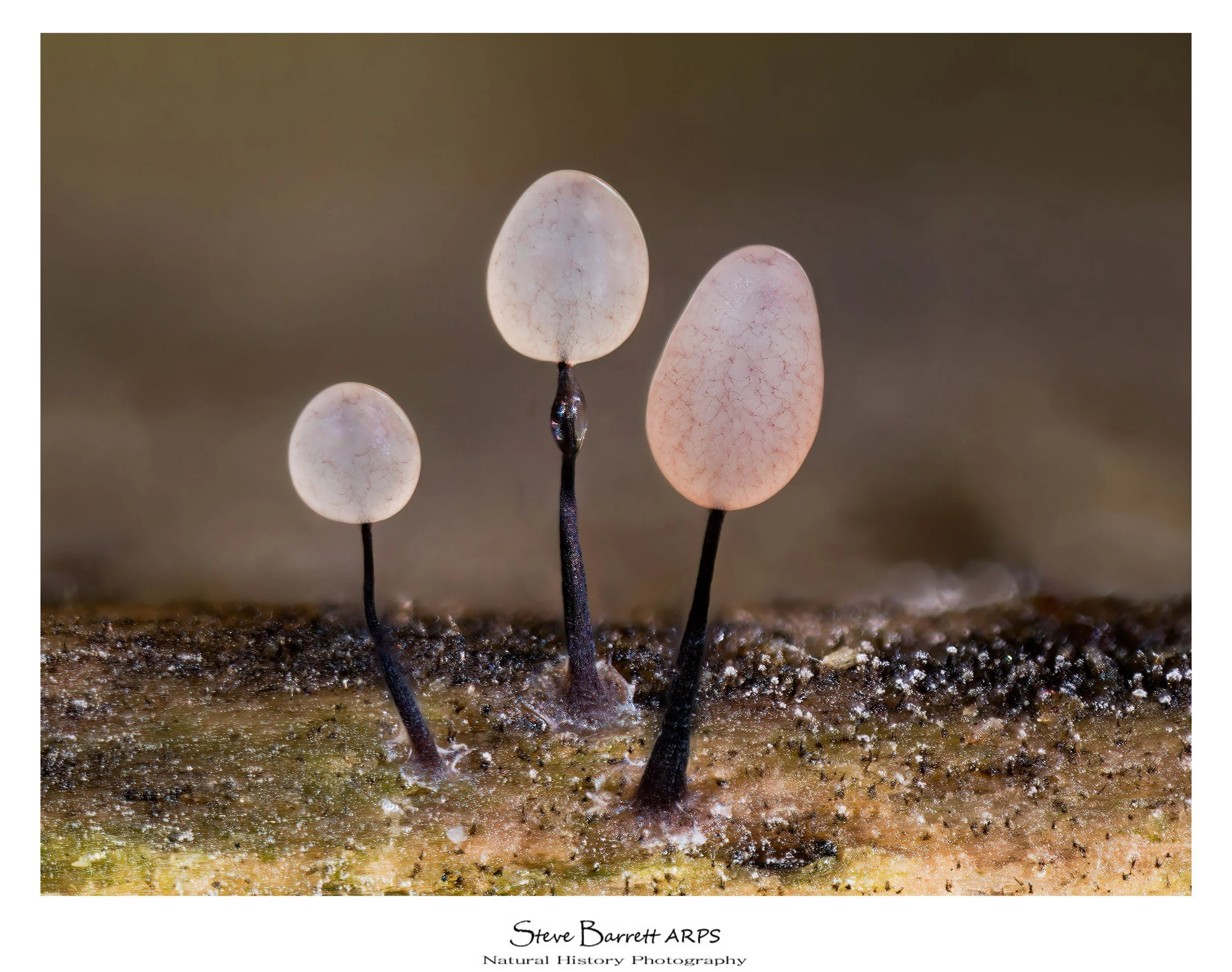 Slime Mold