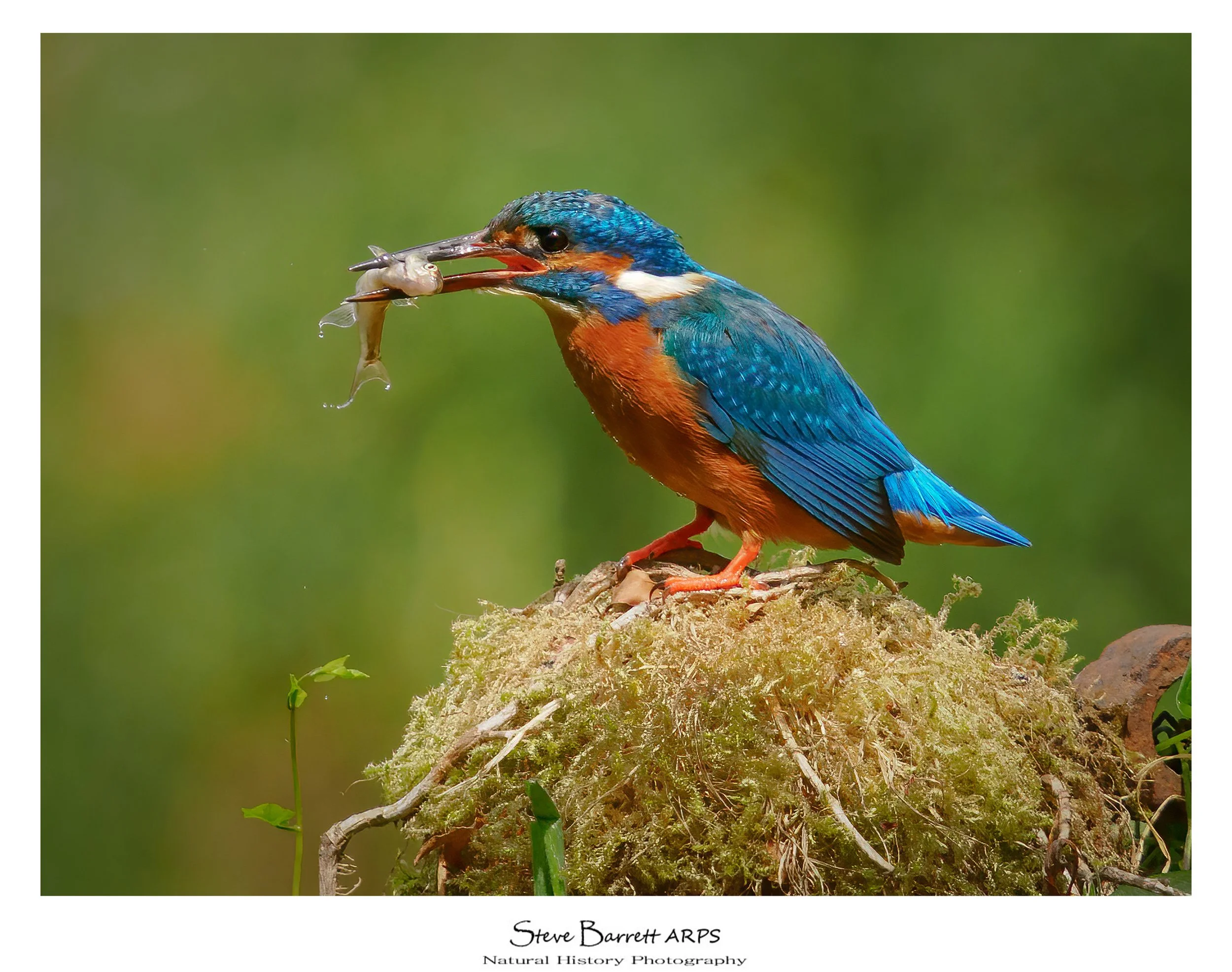 Kingfisher