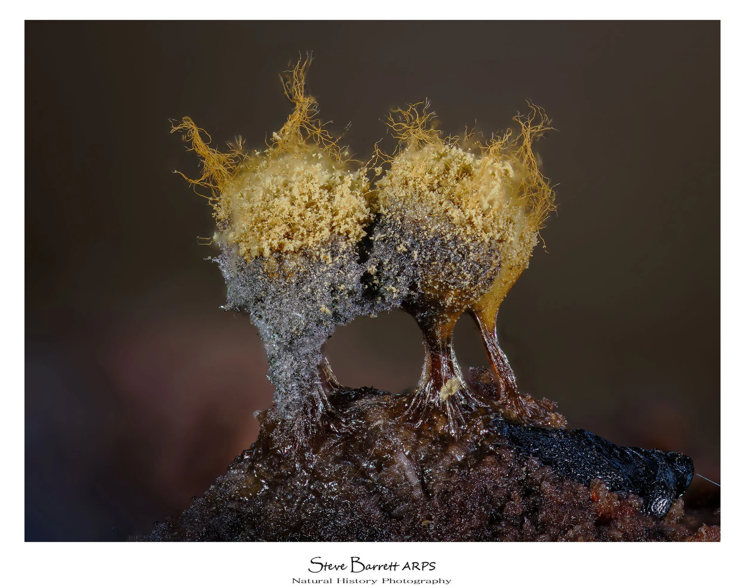 Slime Mold
