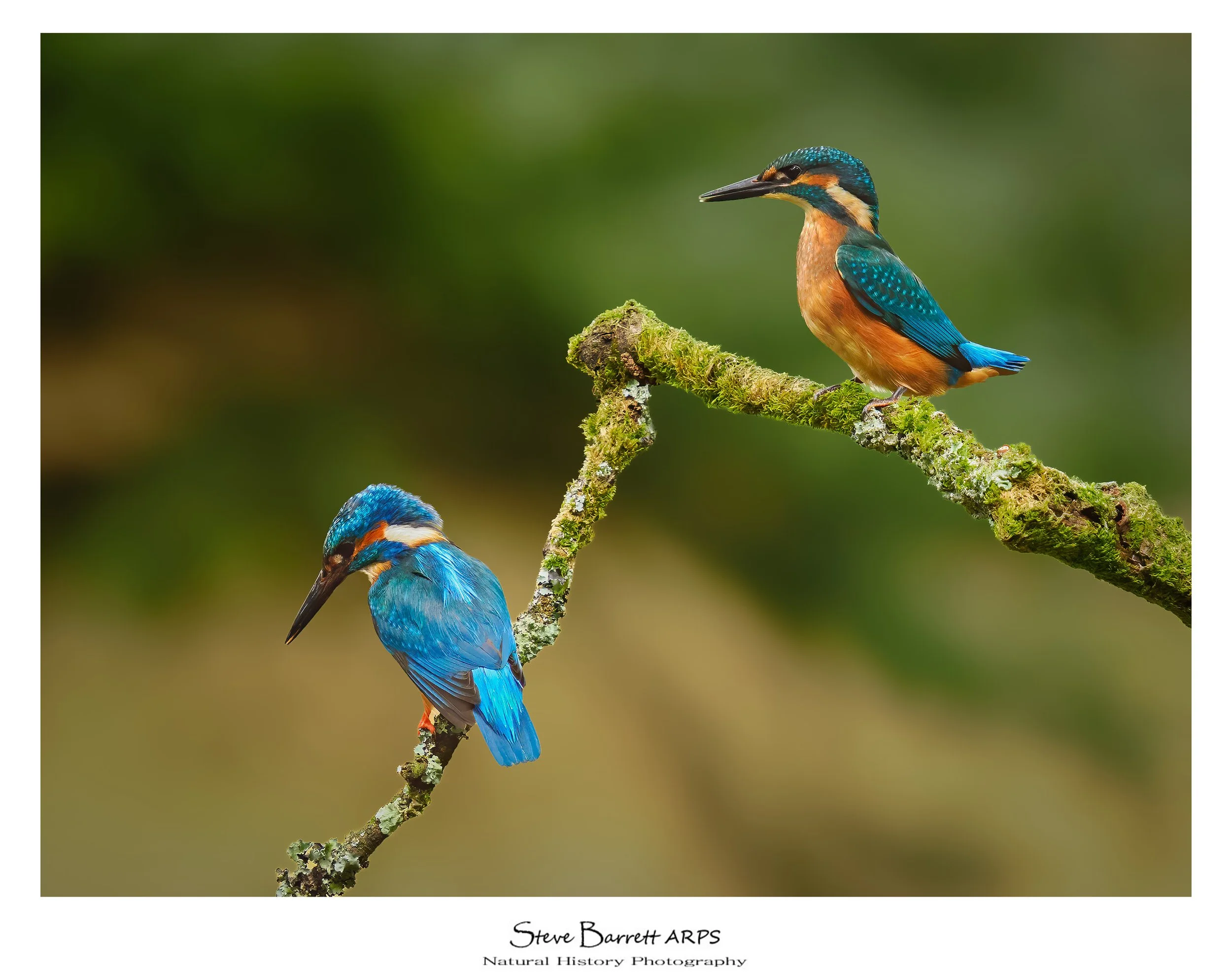 Kingfisher
