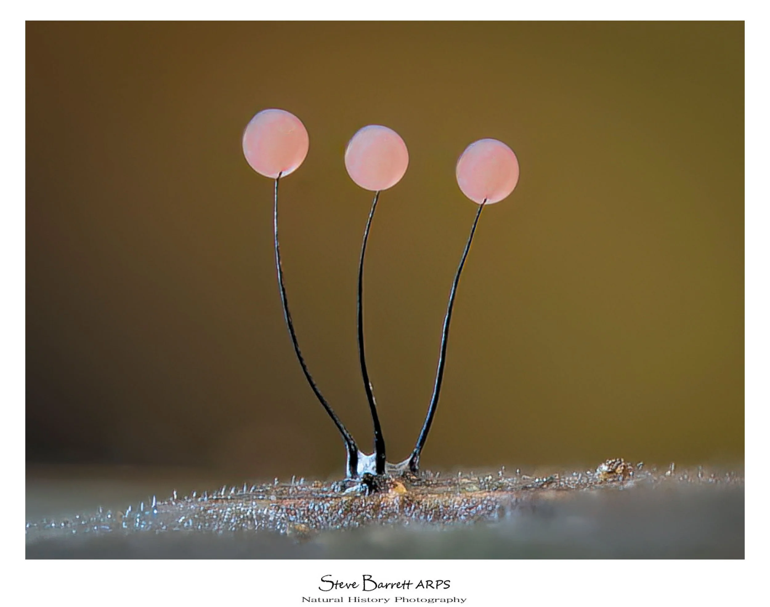 Slime Mold