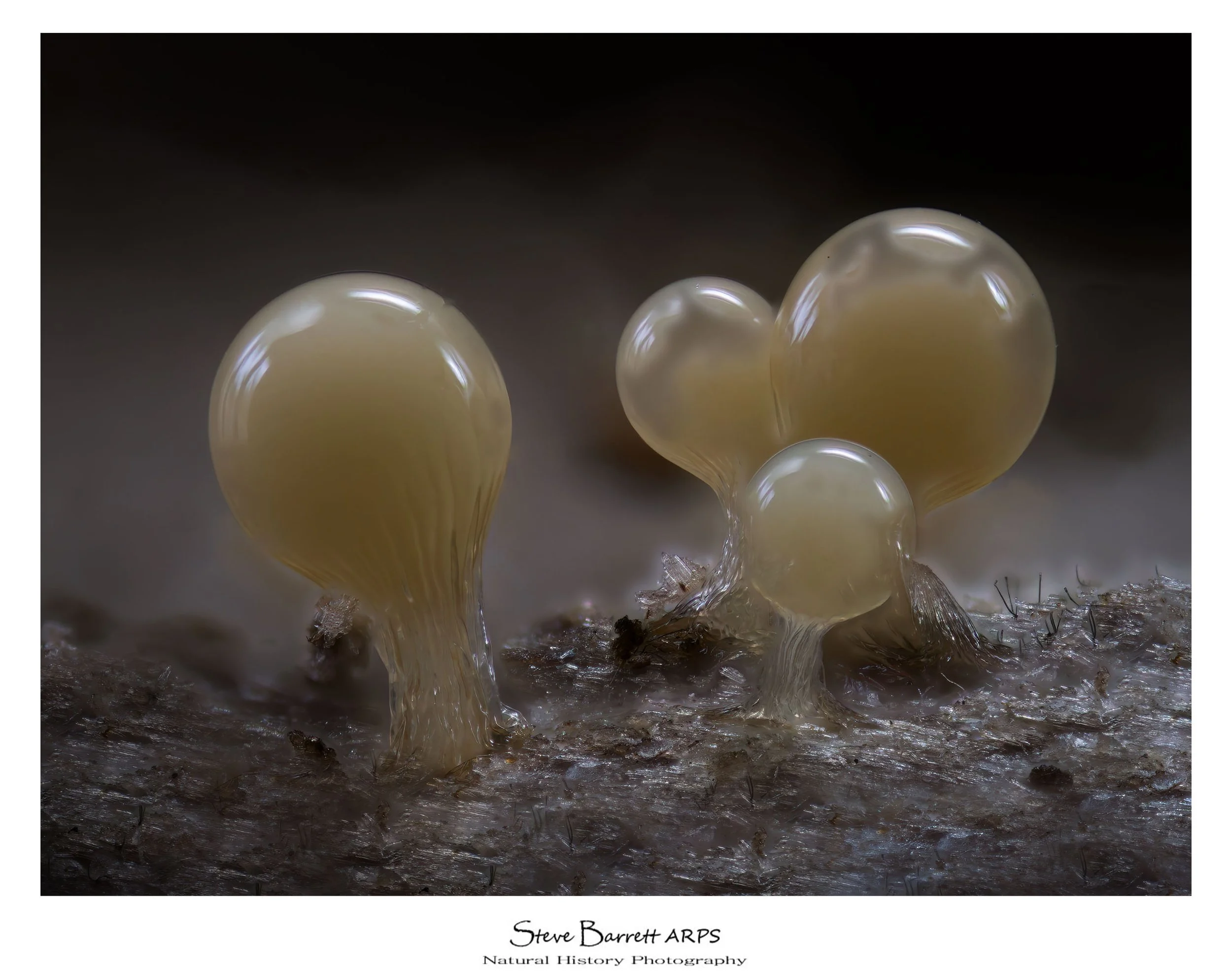 Slime Mold