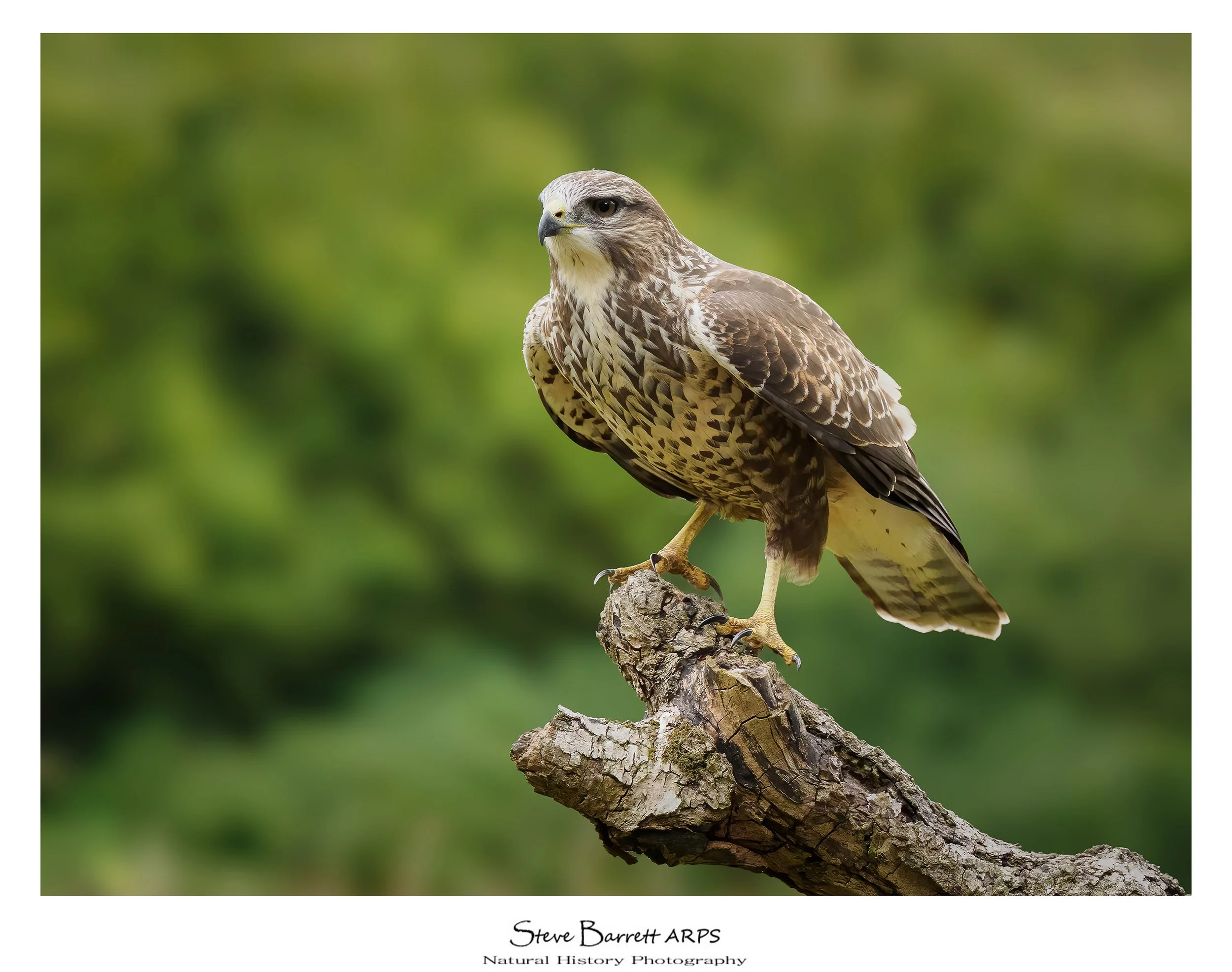 Buzzard