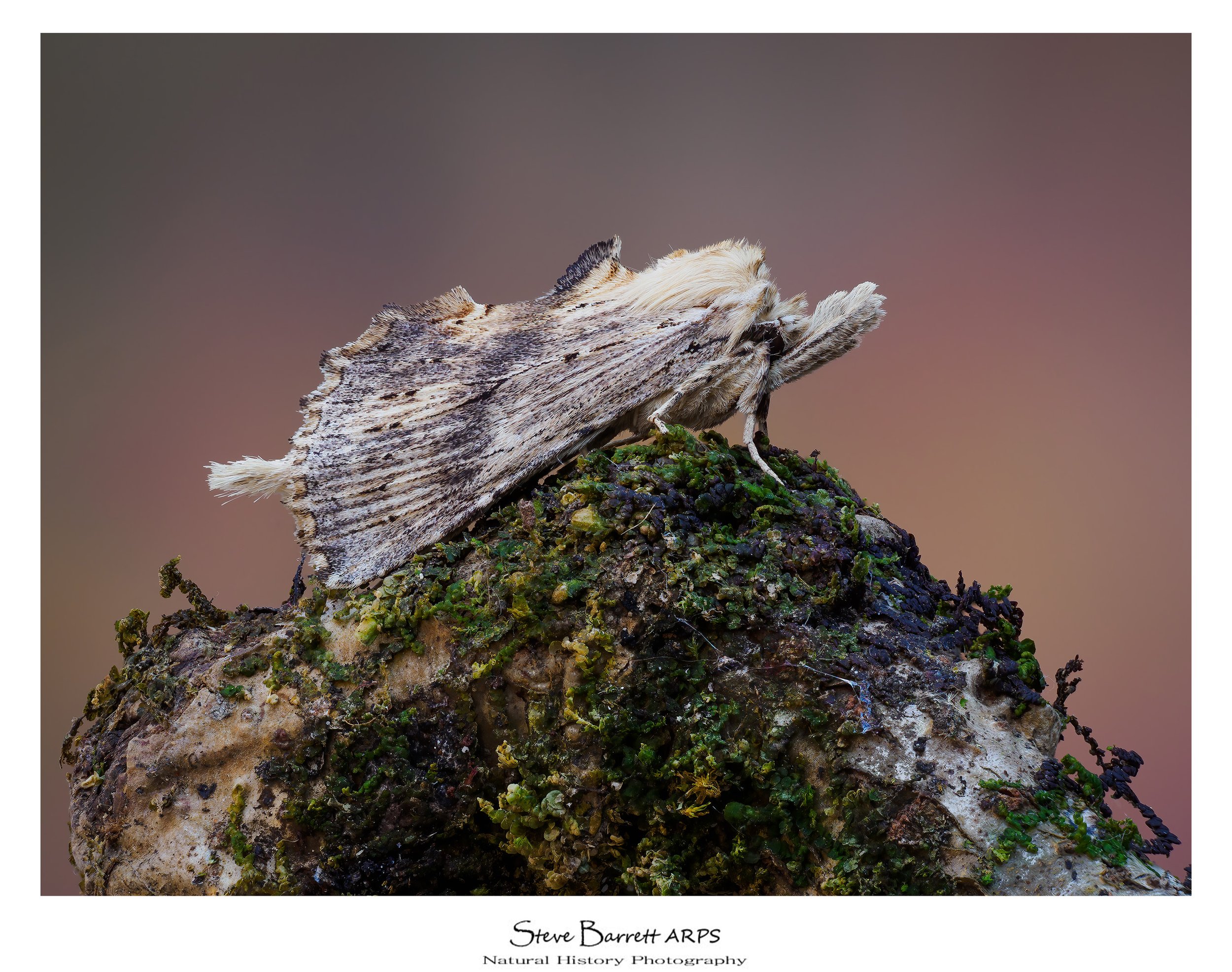 Pale Prominent