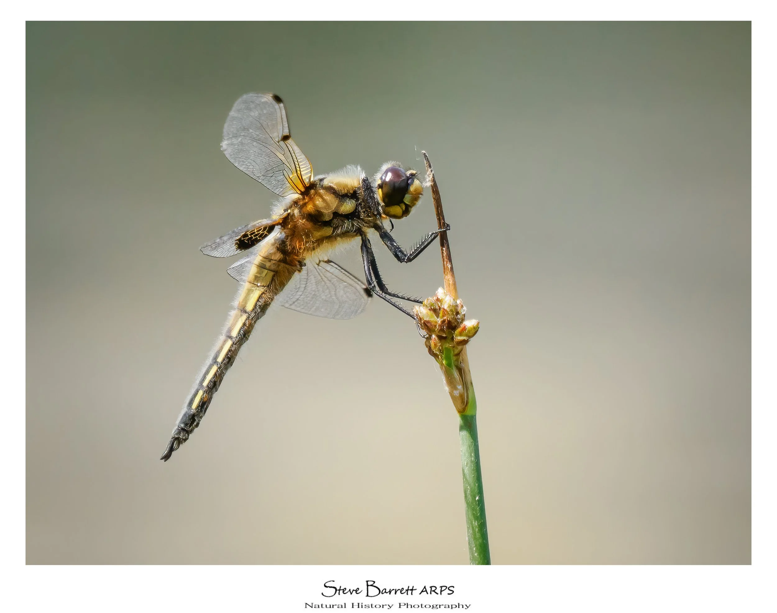 Four Spot Chaser