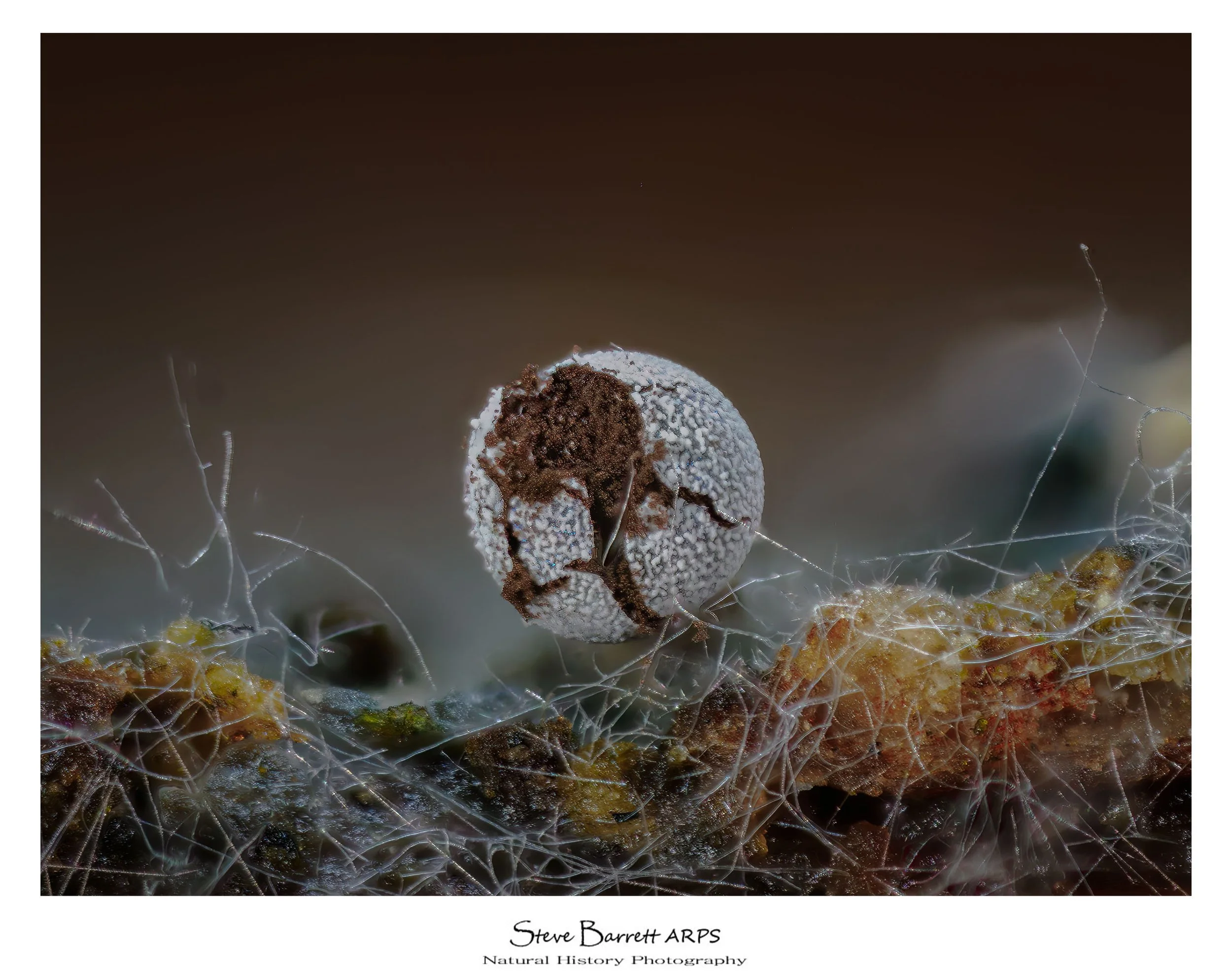 Slime Mold