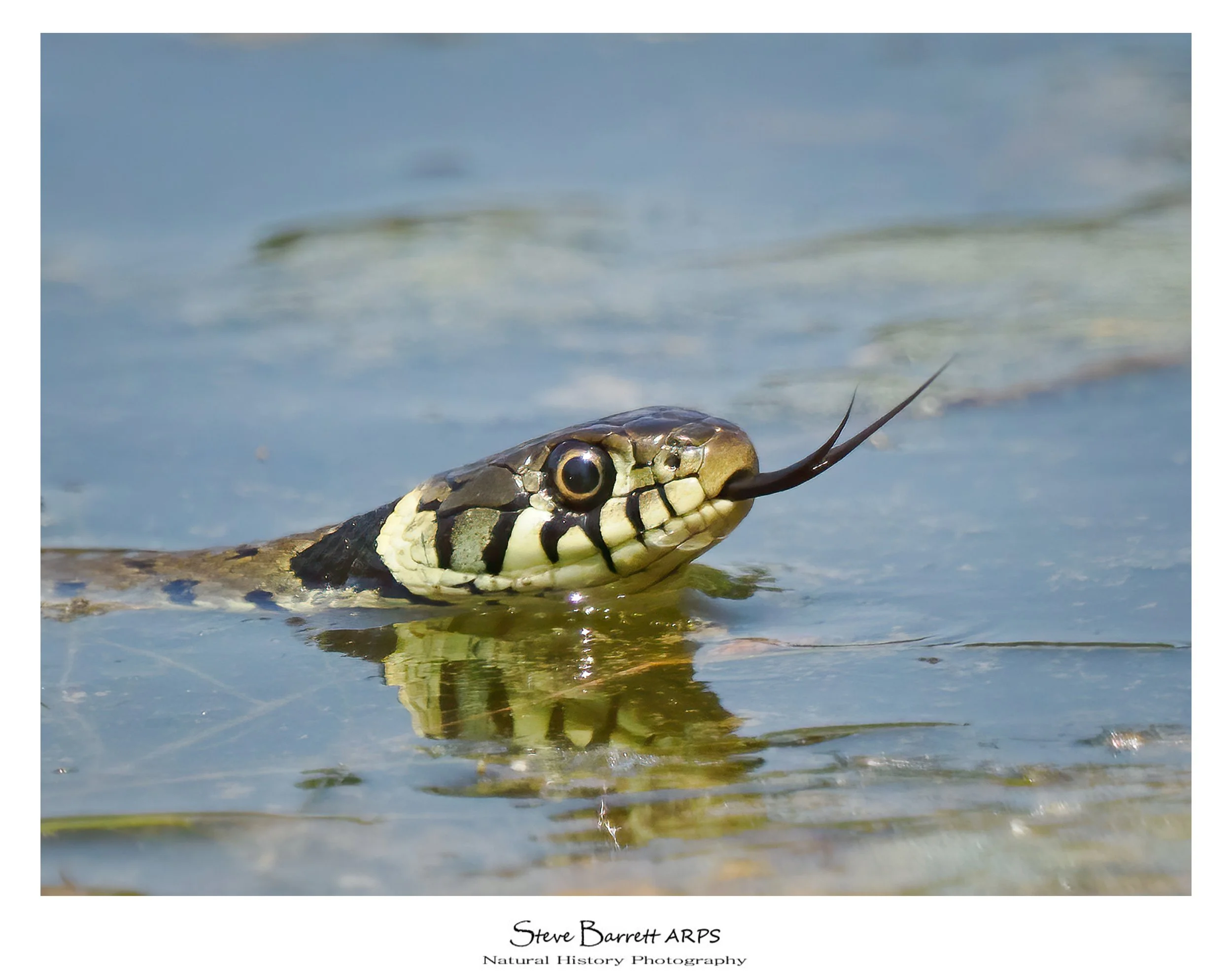 Grass Snake