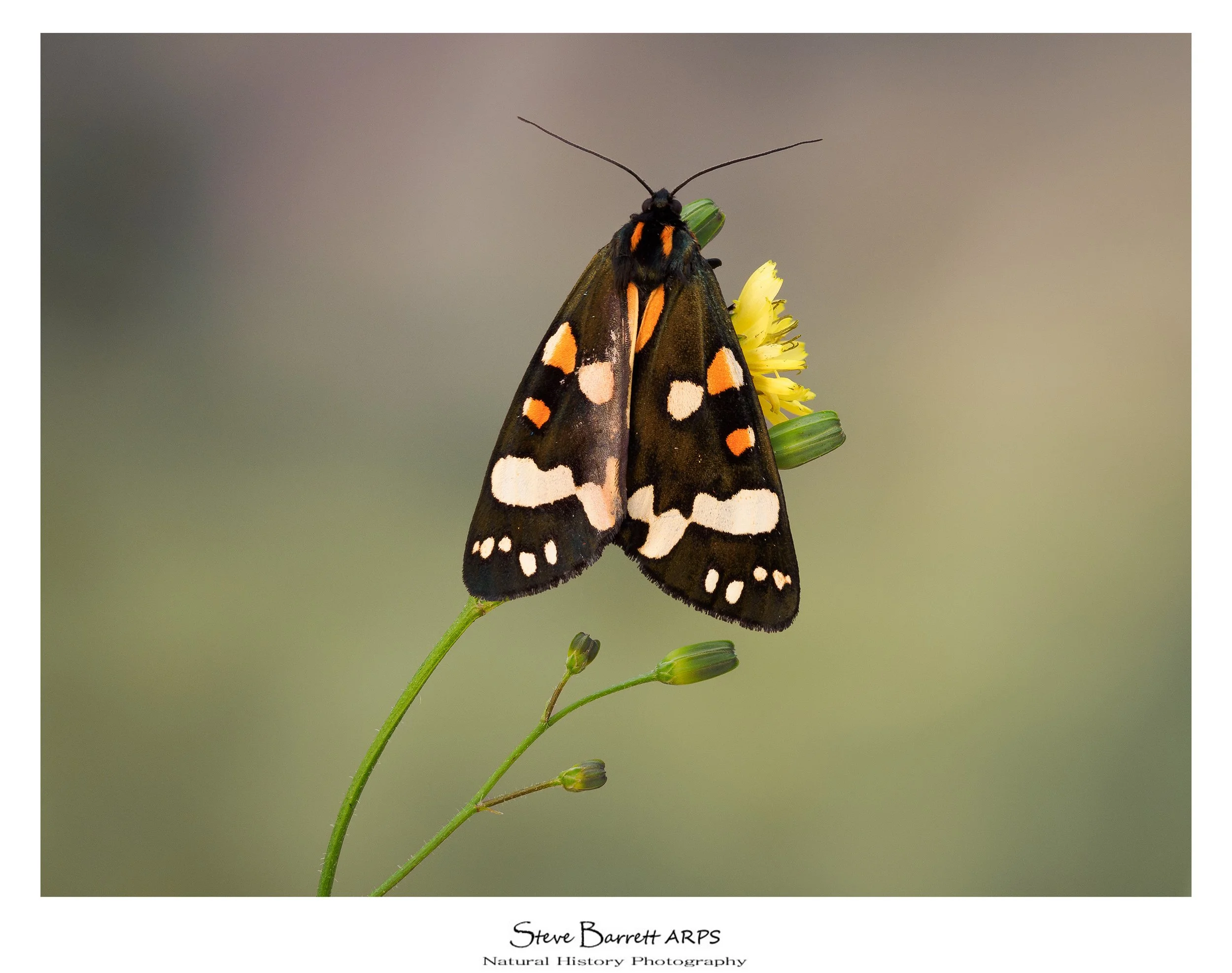 Scarlet Tiger Moth