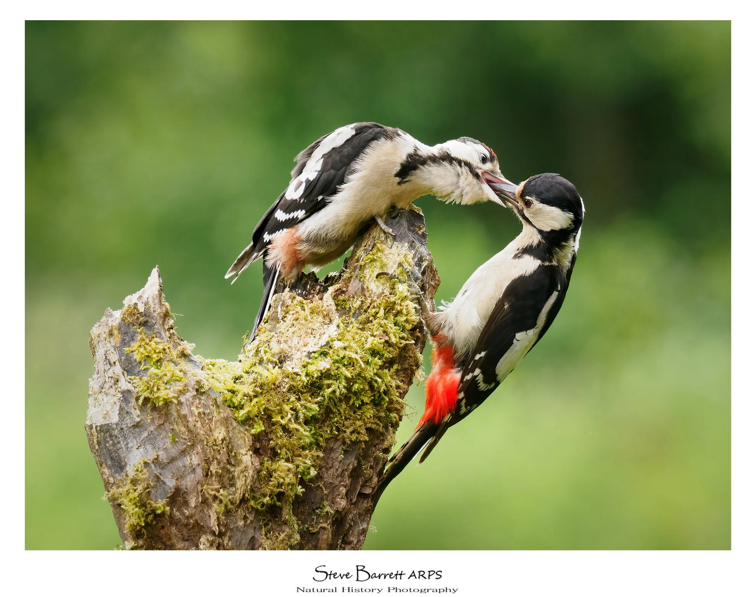 Great Spotted Woodpecker
