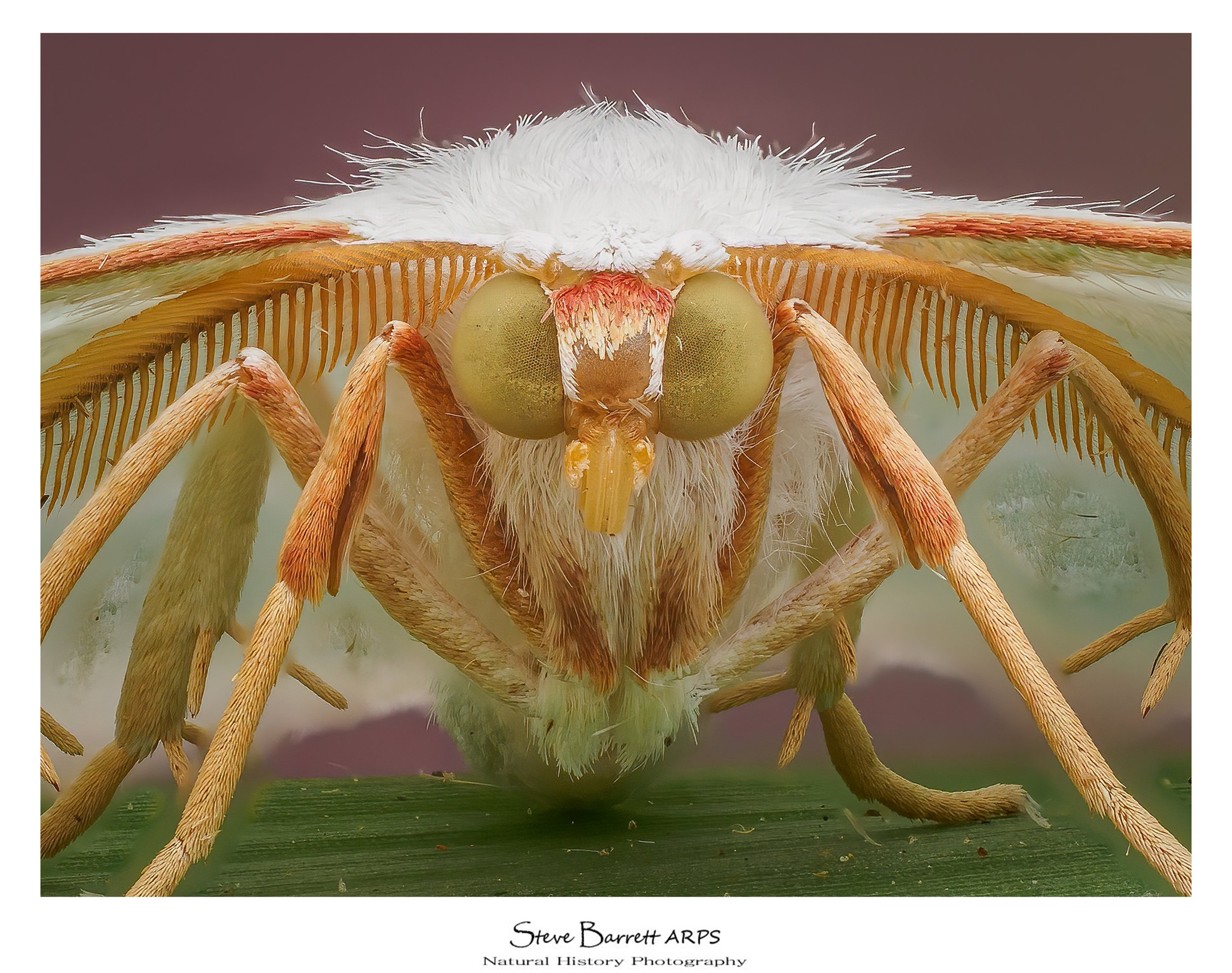 Light Emerald Moth