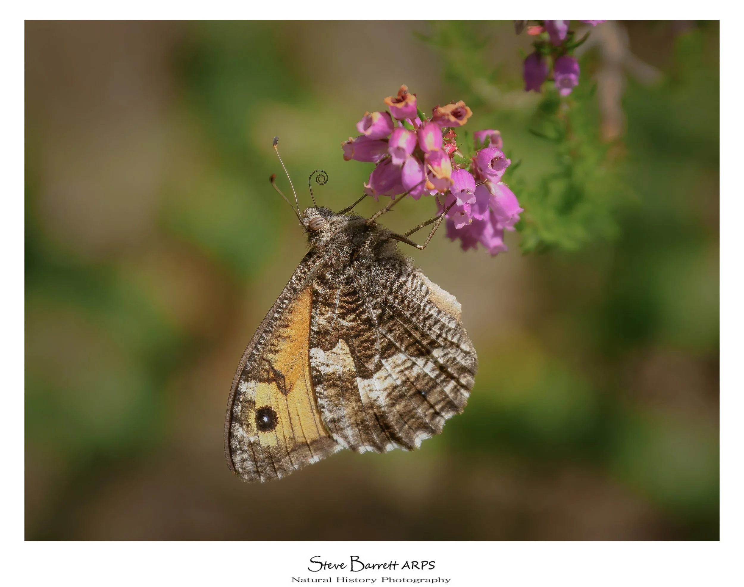 Grayling