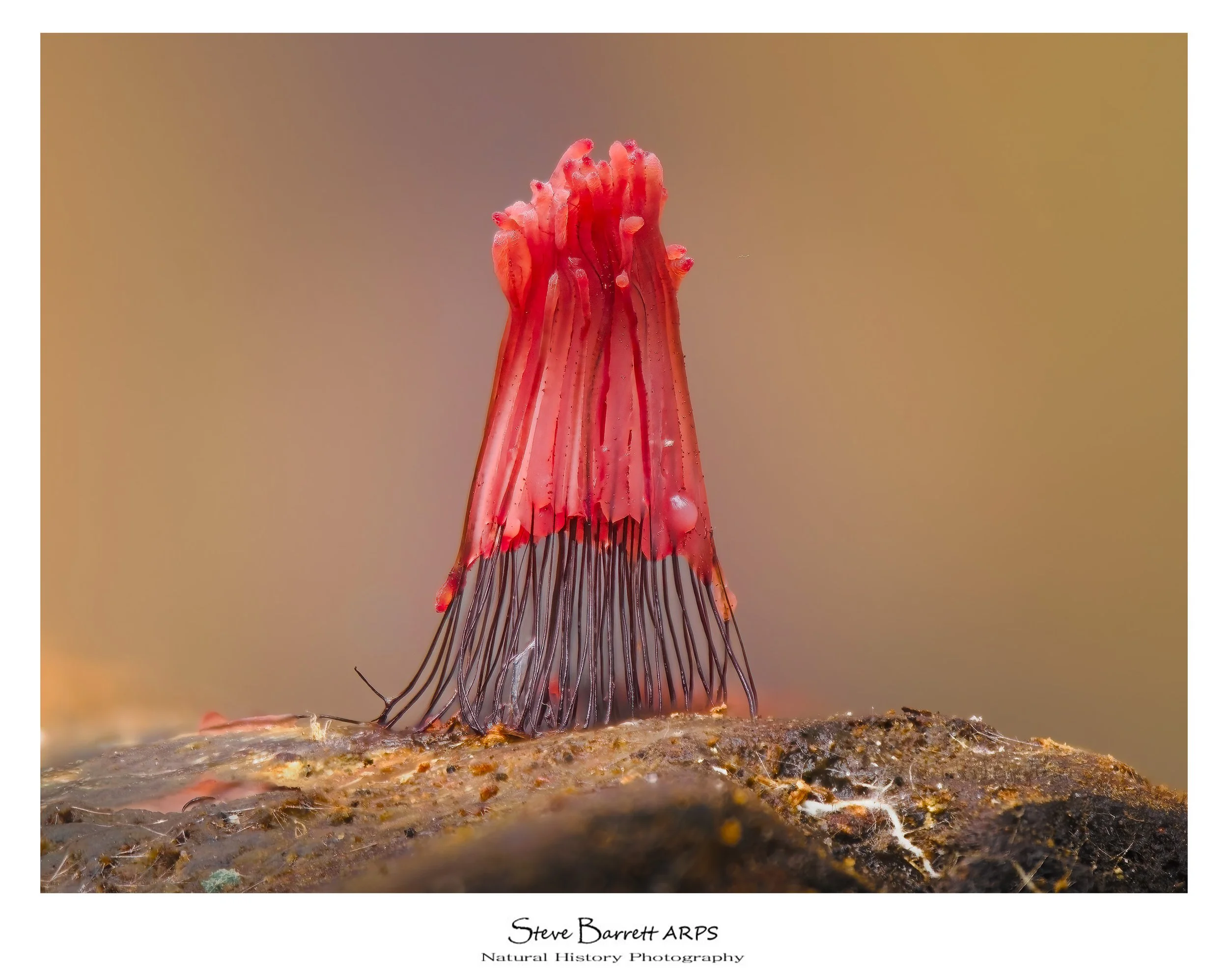 Slime Mold