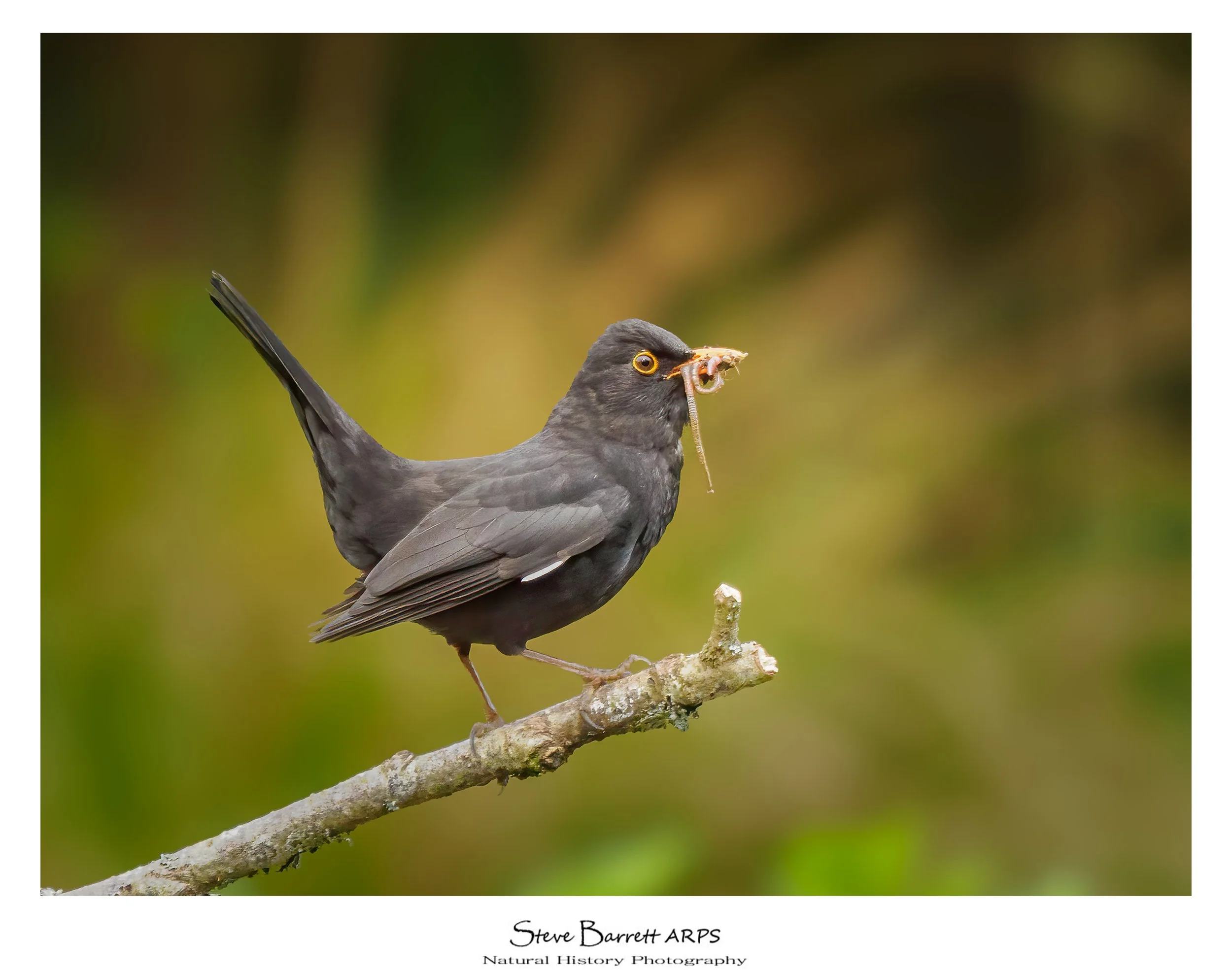 Blackbird