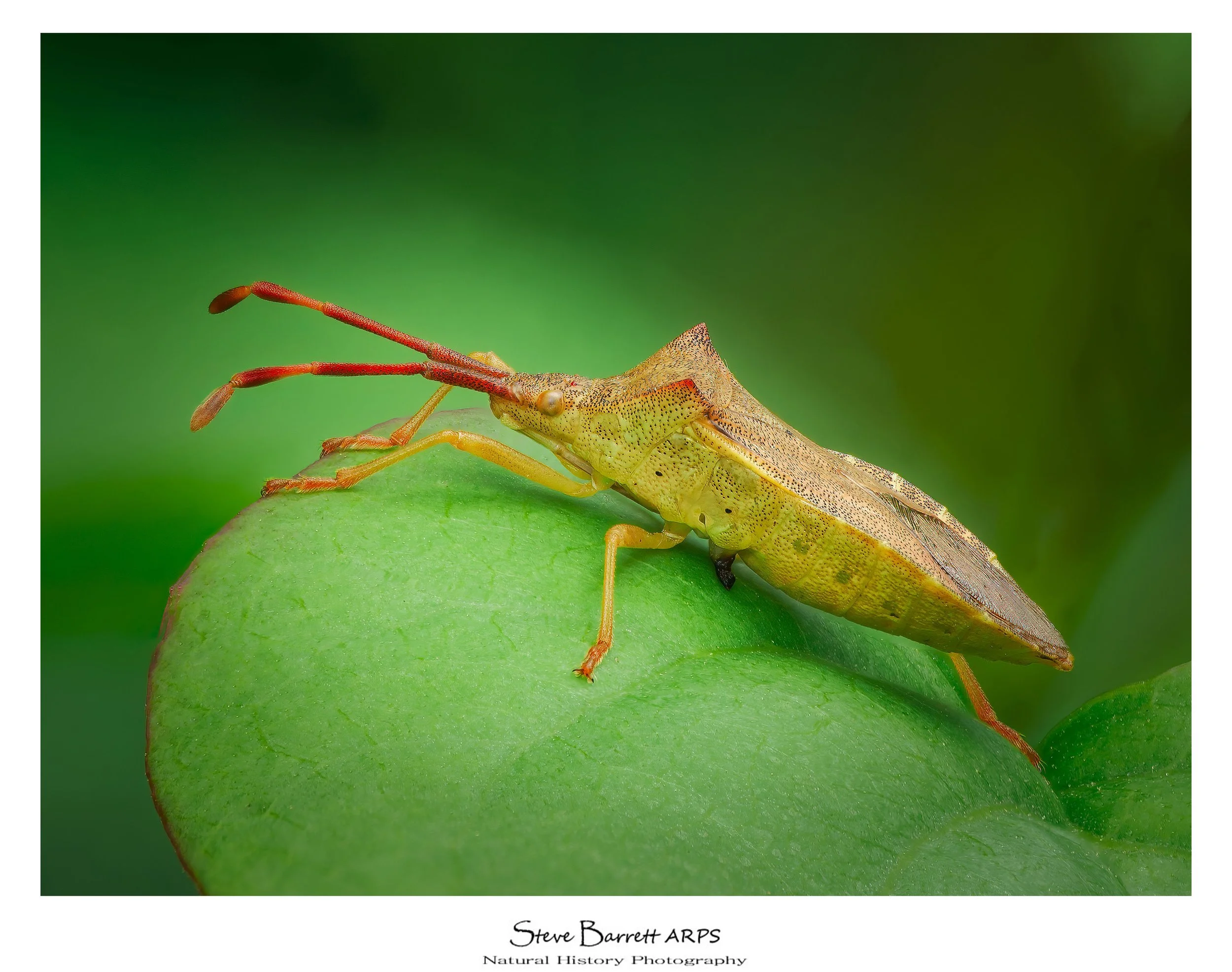 Box Bug
