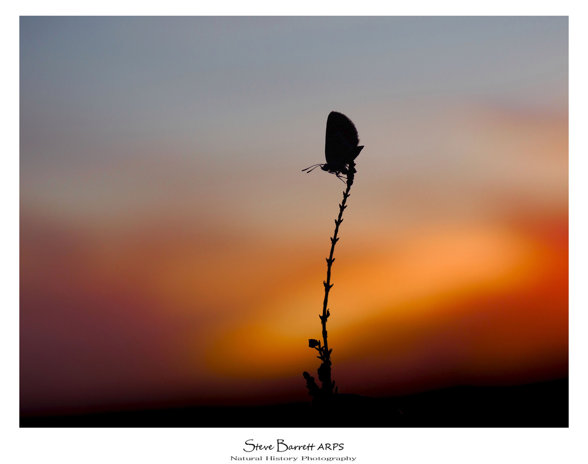 Silver Studded Blue