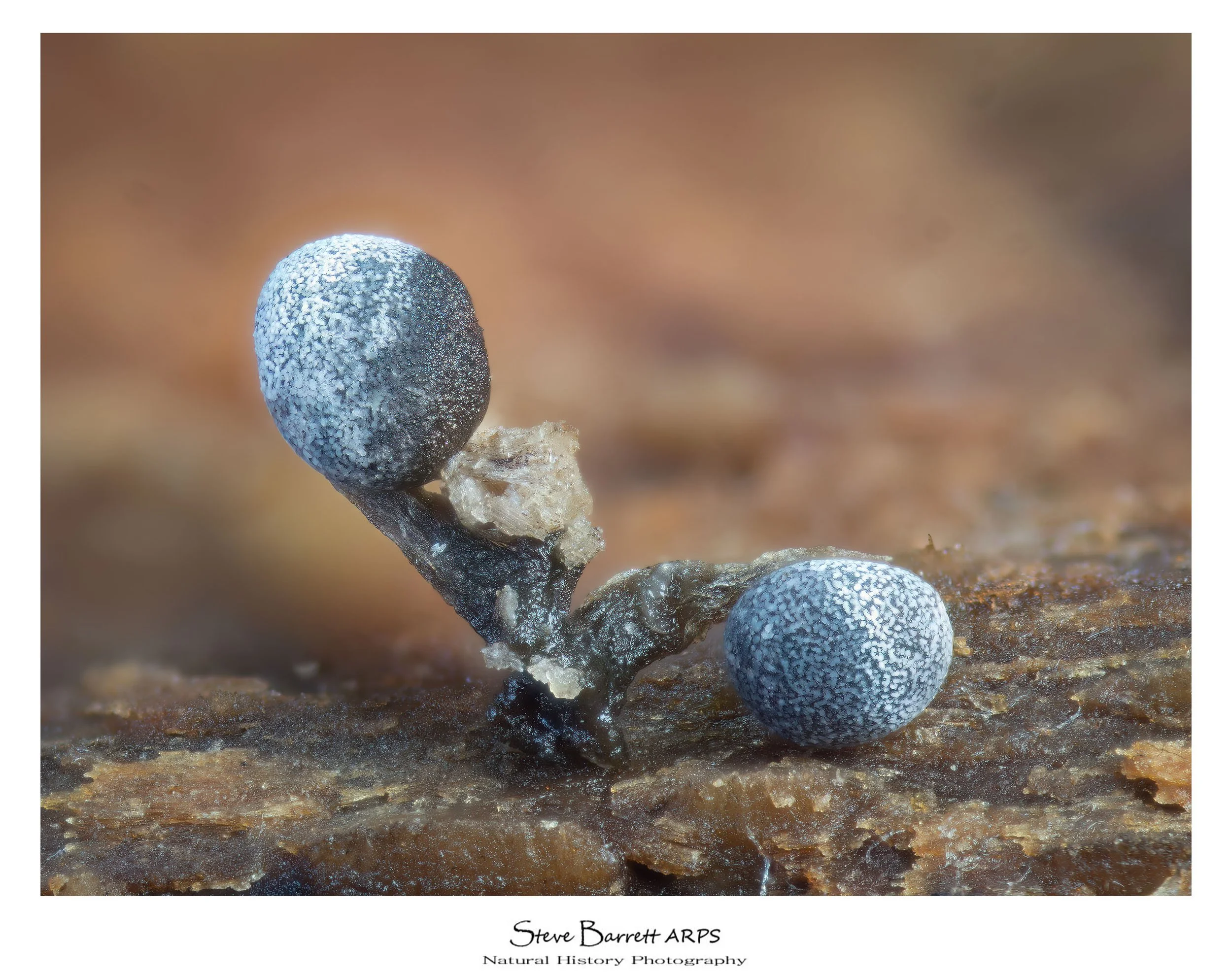 Slime Mold