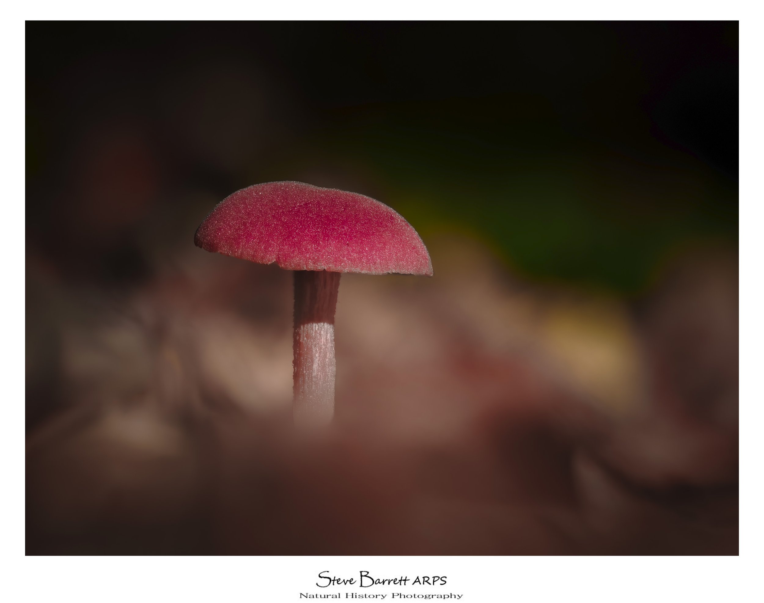 Amethyst Deceiver